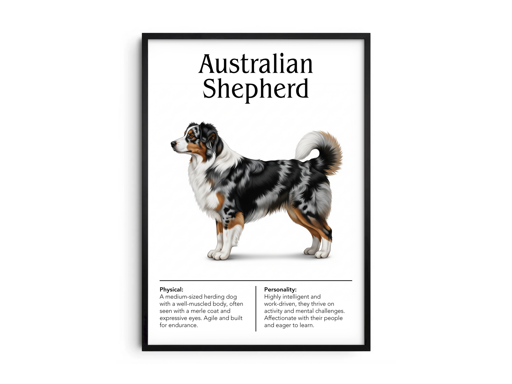 Detailed Australian Shepherd dog breed poster showcasing its physical characteristics and personality traits, printed on semi-gloss sustainable paper. Perfect wall art for living rooms, family rooms, or modern interiors with an energetic and intelligent aesthetic.
