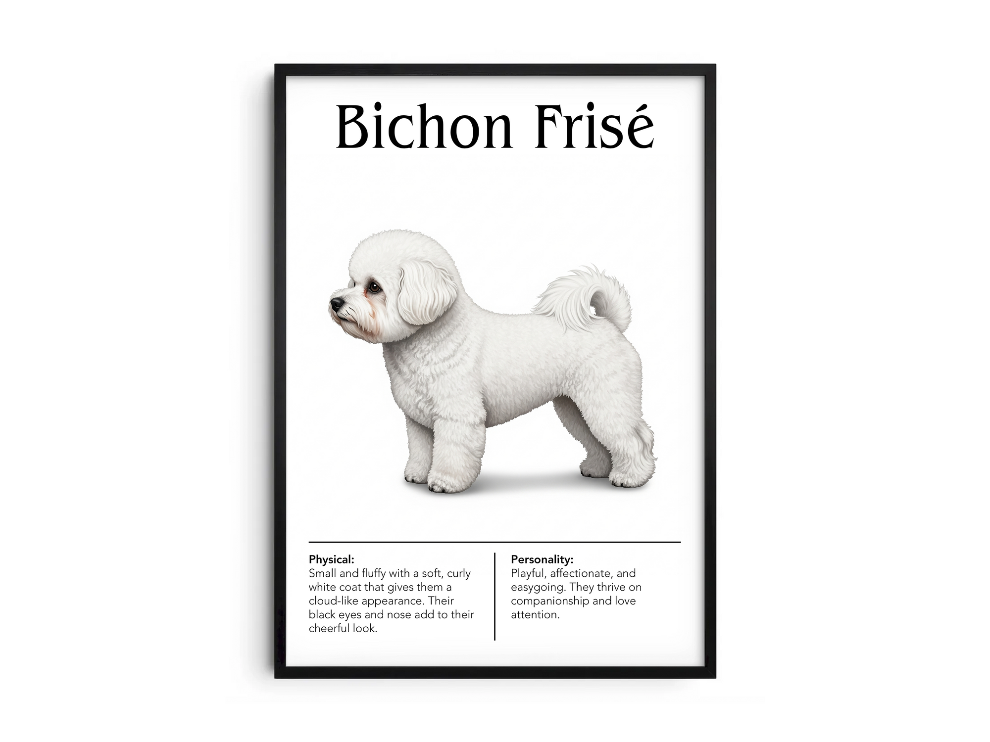 Detailed Bichon Frisé dog breed poster showcasing its fluffy appearance and cheerful personality traits, printed on semi-gloss sustainable paper. Perfect wall art for living rooms, nurseries, or modern interiors with a charming and joyful aesthetic.