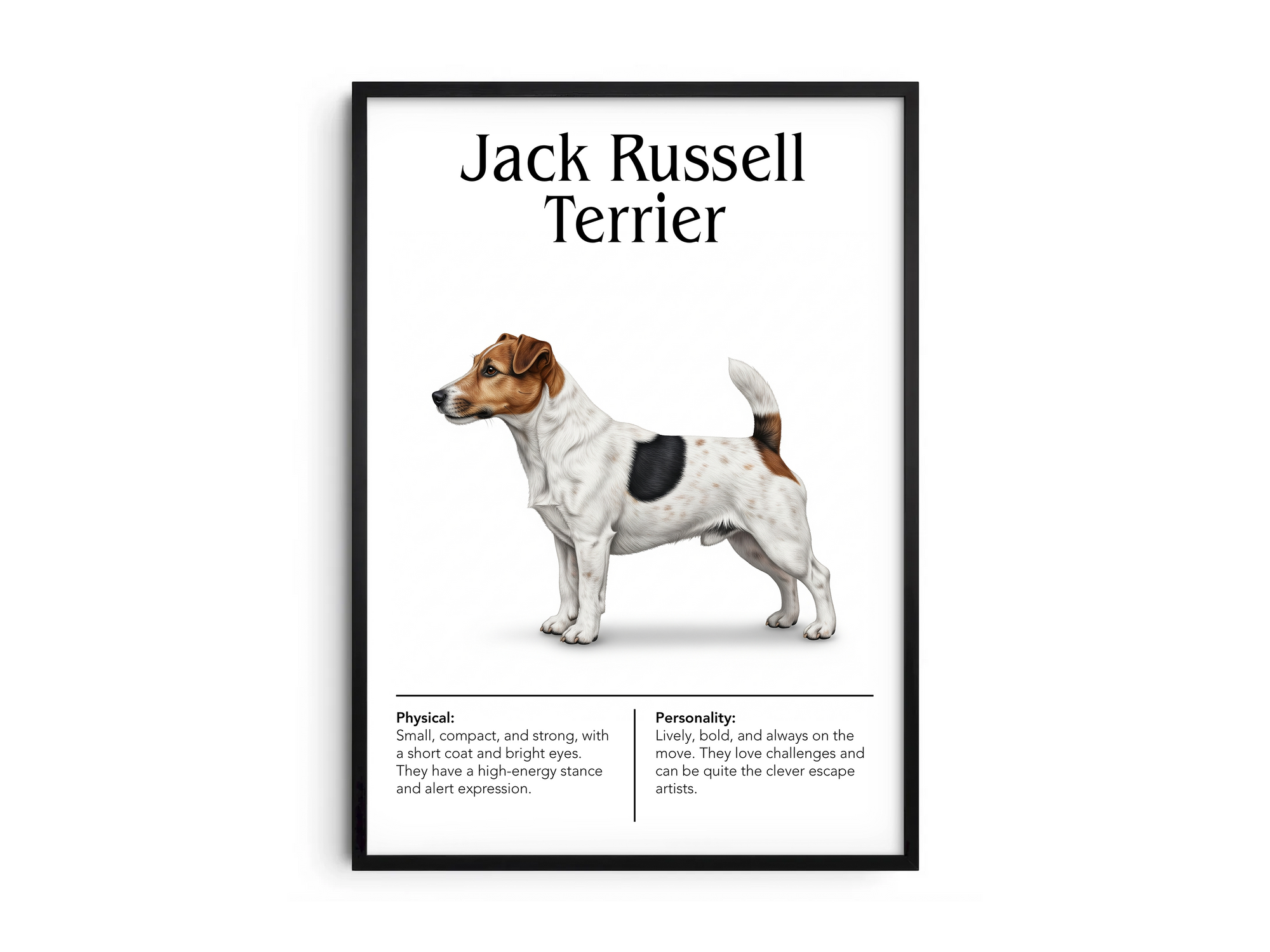 Detailed Jack Russell Terrier dog breed poster showcasing its alert expression and energetic, tenacious personality traits, printed on semi-gloss sustainable paper. Perfect wall art for active living rooms, playrooms, or modern interiors with a lively and spirited aesthetic.