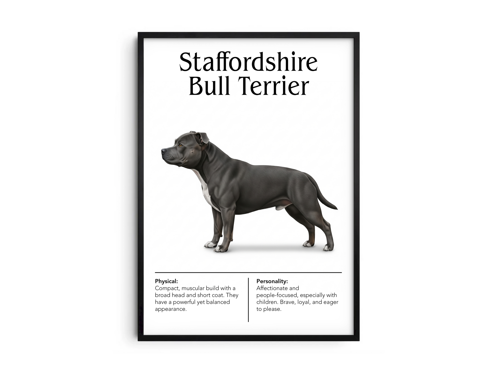 Detailed Staffordshire Bull Terrier dog breed poster showcasing its strong build and courageous, affectionate personality traits, printed on semi-gloss sustainable paper. Perfect wall art for family rooms, living rooms, or modern interiors with a robust and loving aesthetic.