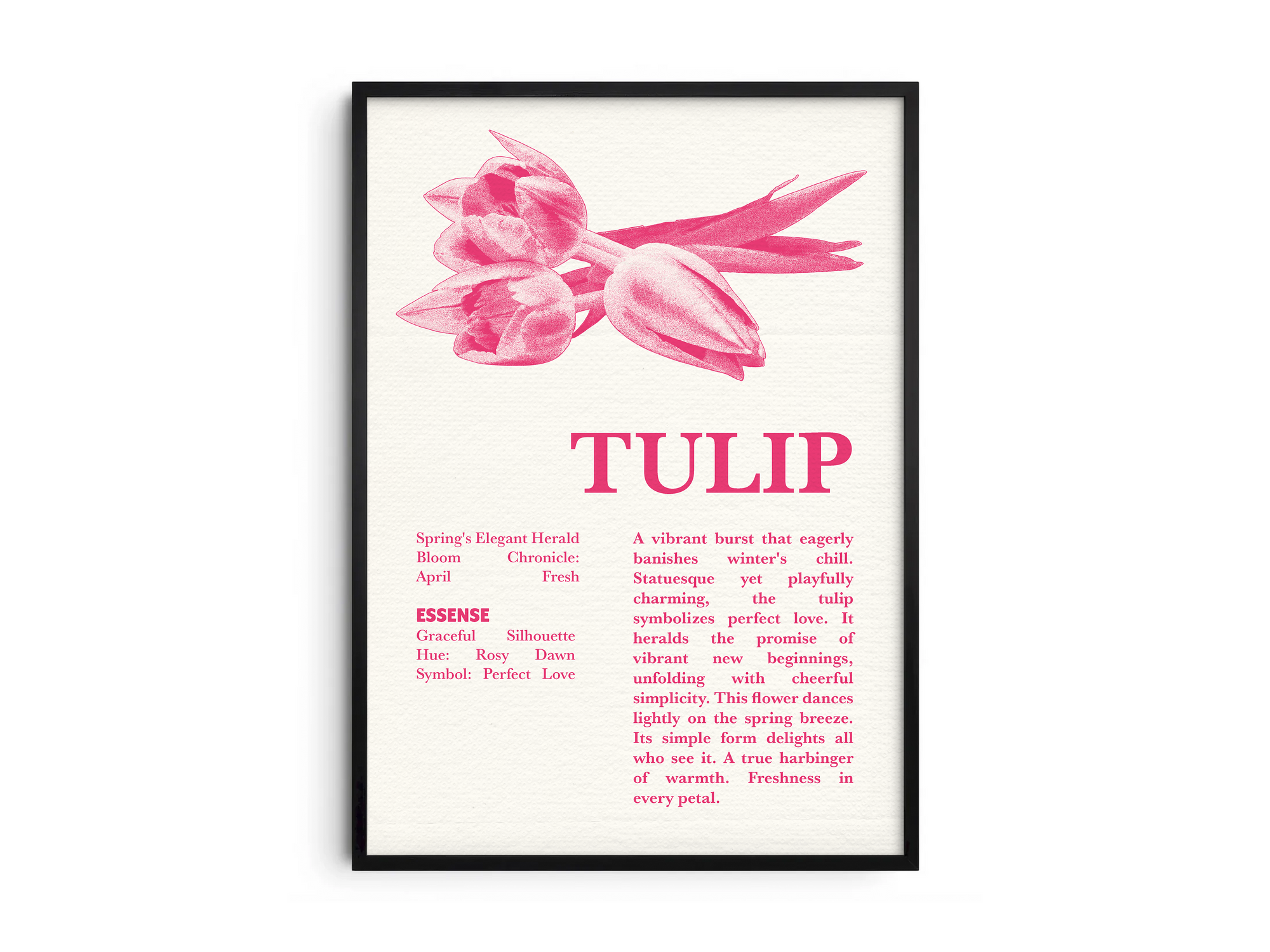 Vintage botanical tulip poster featuring a detailed flower illustration in soft red tones, printed on semi-gloss sustainable paper. Perfect wall art for living rooms, bedrooms, or modern interiors with a loving and natural aesthetic.