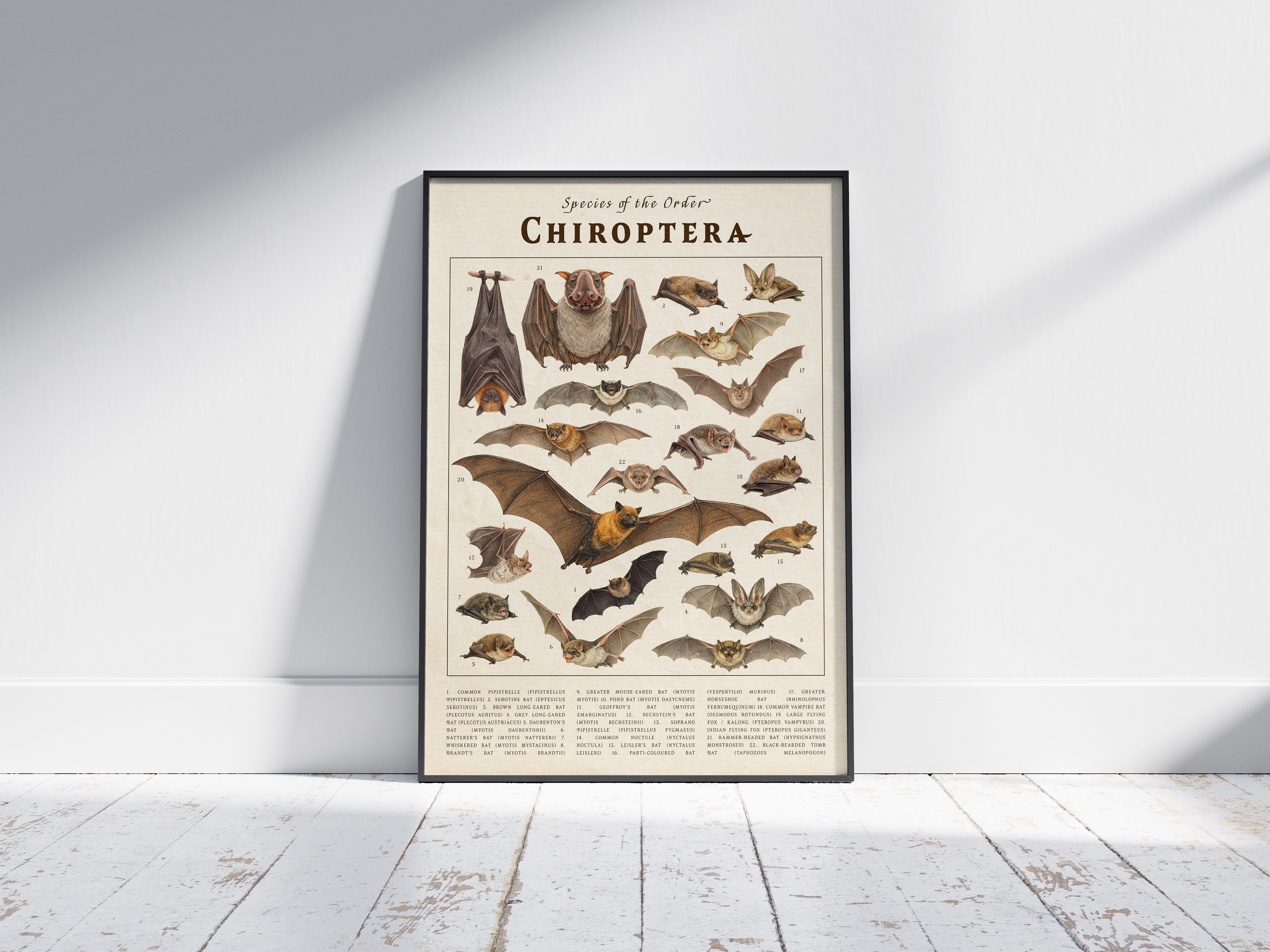 Elevate your space with the Vintage Scientific Orders Collection. This curated art set features six detailed taxonomic posters—Lepidoptera, Caudata, Chiroptera, Marsupials, Perissodactyla, and Salmoniformes—transforming any wall into a naturalist's study.