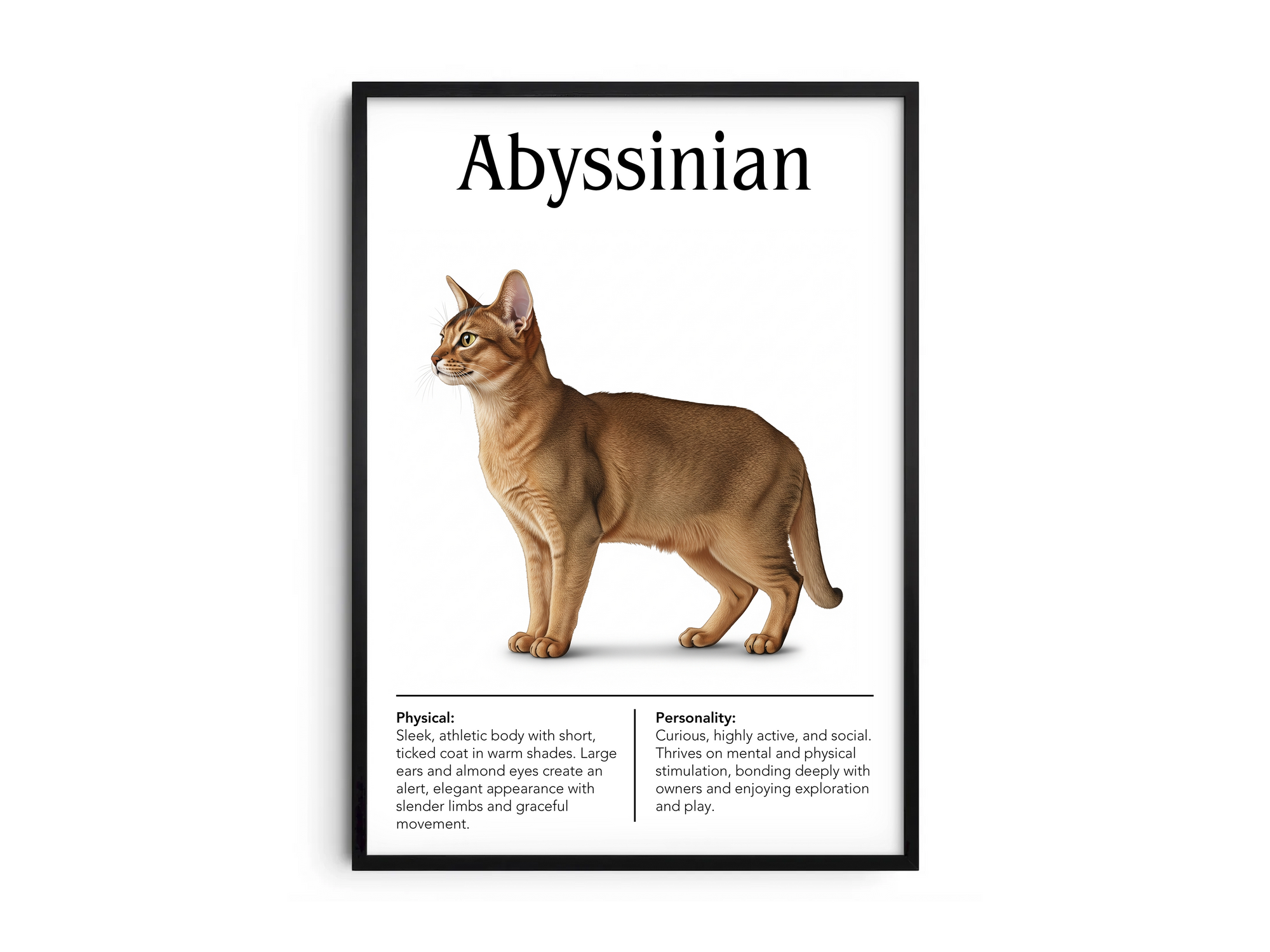 Dynamic Abyssinian cat breed poster featuring a detailed illustration of the cat with its striking ticked coat and slender build, printed on semi-gloss sustainable paper. Perfect wall art for modern living rooms, studies, or adventurous interiors with a vibrant and exotic aesthetic.