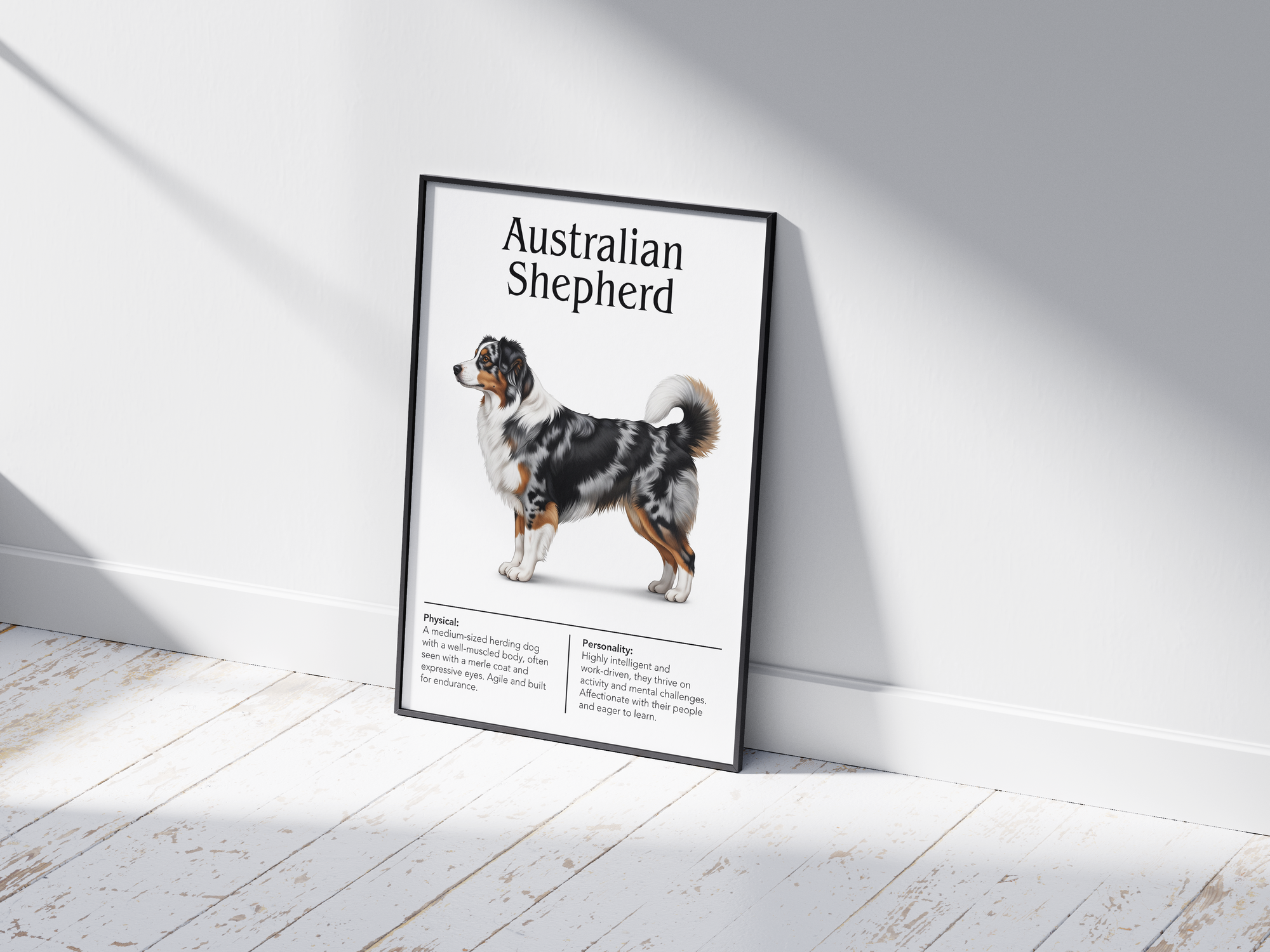 Detailed Australian Shepherd dog breed poster showcasing its physical characteristics and personality traits, printed on semi-gloss sustainable paper. Perfect wall art for living rooms, family rooms, or modern interiors with an energetic and intelligent aesthetic.