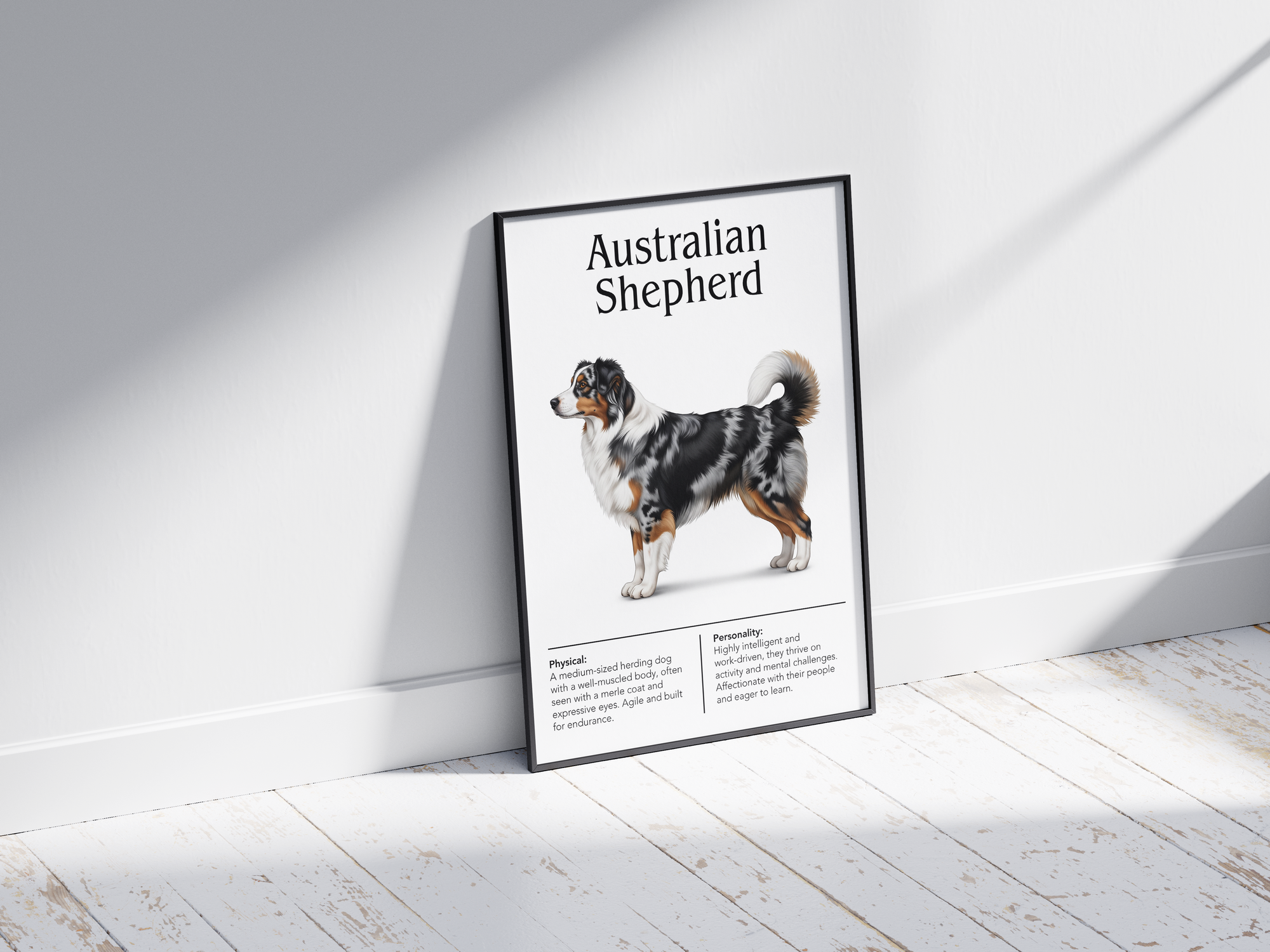 Detailed Australian Shepherd dog breed poster showcasing its physical characteristics and personality traits, printed on semi-gloss sustainable paper. Perfect wall art for living rooms, family rooms, or modern interiors with an energetic and intelligent aesthetic.