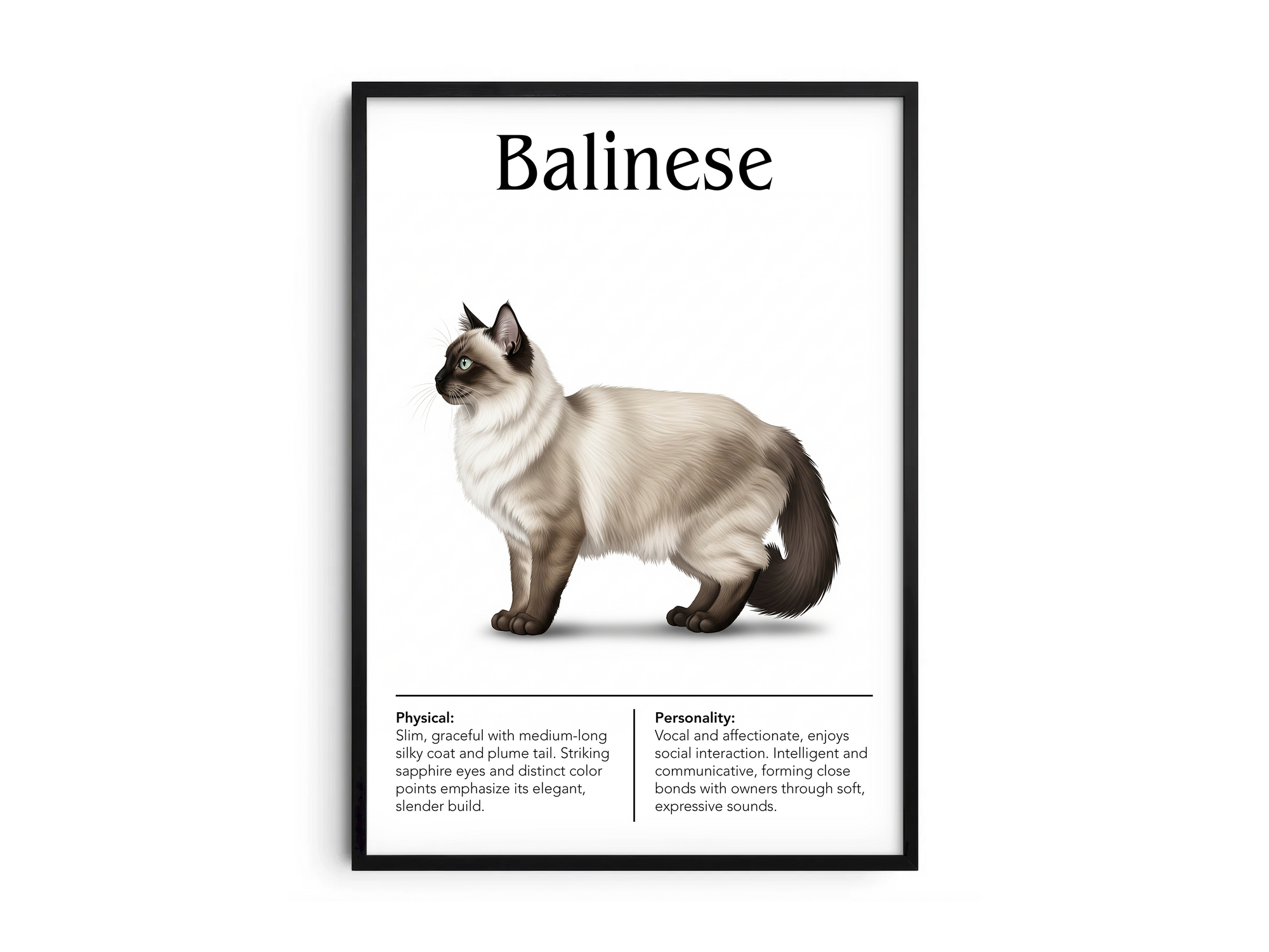 Elegant Balinese cat breed poster featuring a detailed illustration of the cat with its striking blue eyes and long silky coat, printed on semi-gloss sustainable paper. Perfect wall art for living rooms, bedrooms, or sophisticated interiors with a serene and graceful aesthetic.