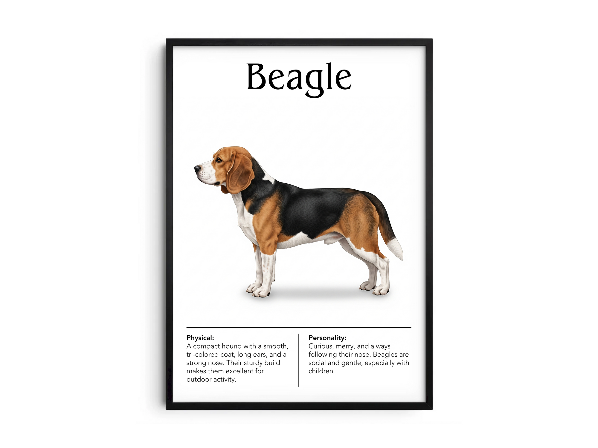 Detailed Beagle dog breed poster showcasing its physical characteristics and personality traits, printed on semi-gloss sustainable paper. Perfect wall art for living rooms, kitchens, or modern interiors with a cheerful and curious aesthetic.