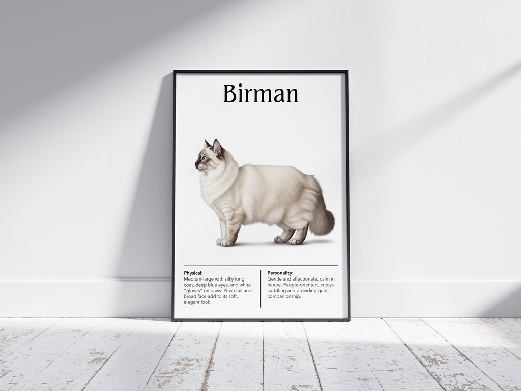 Ethereal Birman cat breed poster featuring a detailed illustration of the cat with its striking blue eyes, long silky coat, and white "gloves", printed on semi-gloss sustainable paper. Perfect wall art for living rooms, bedrooms, or tranquil interiors with a serene and elegant aesthetic.