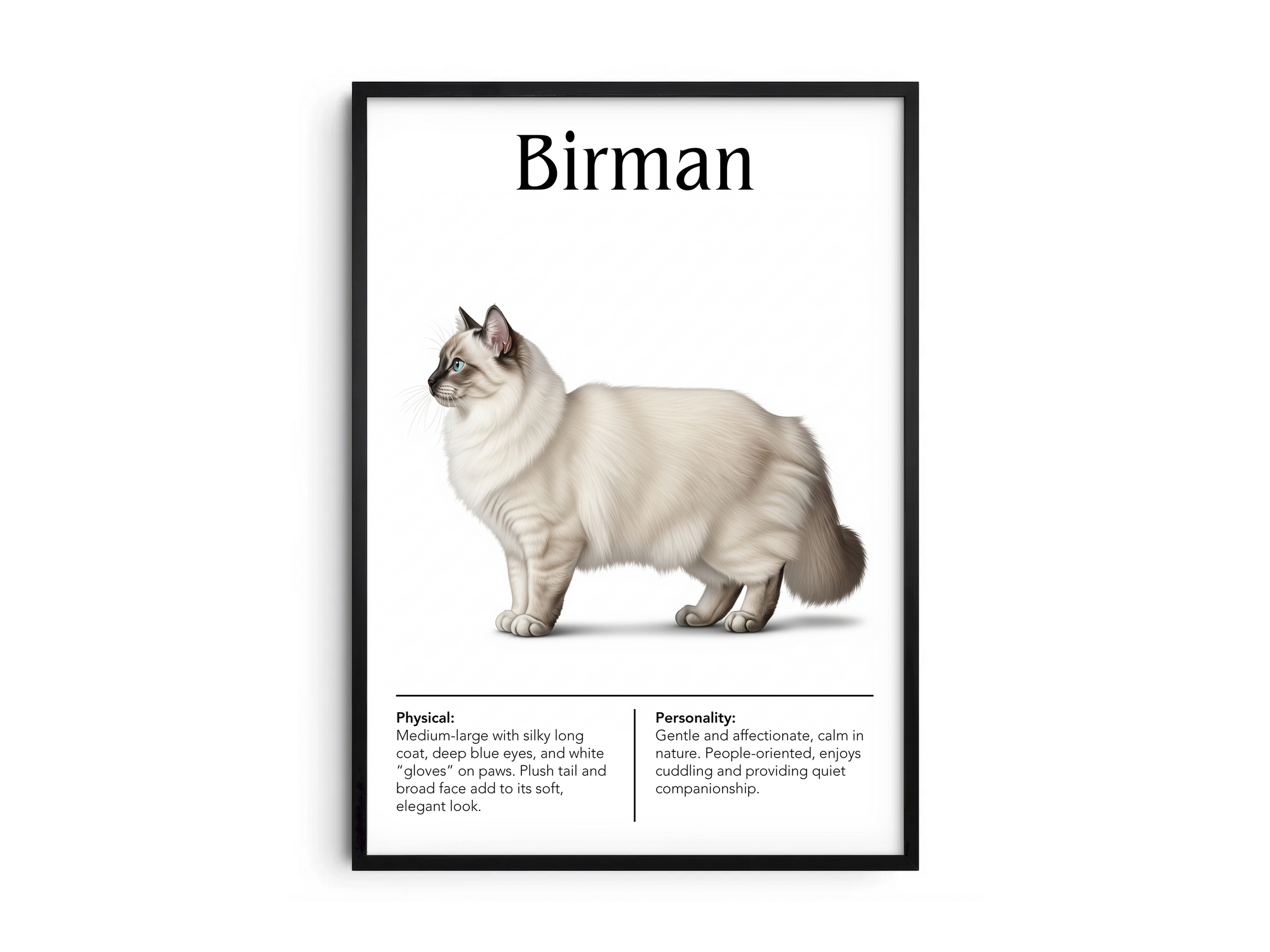 Ethereal Birman cat breed poster featuring a detailed illustration of the cat with its striking blue eyes, long silky coat, and white "gloves", printed on semi-gloss sustainable paper. Perfect wall art for living rooms, bedrooms, or tranquil interiors with a serene and elegant aesthetic.