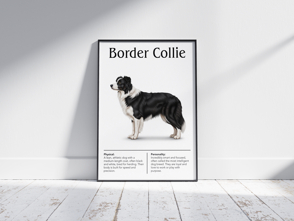Detailed Border Collie dog breed poster showcasing its intelligent expression and active personality traits, printed on semi-gloss sustainable paper. Perfect wall art for studies, living rooms, or modern interiors with a smart and devoted aesthetic.