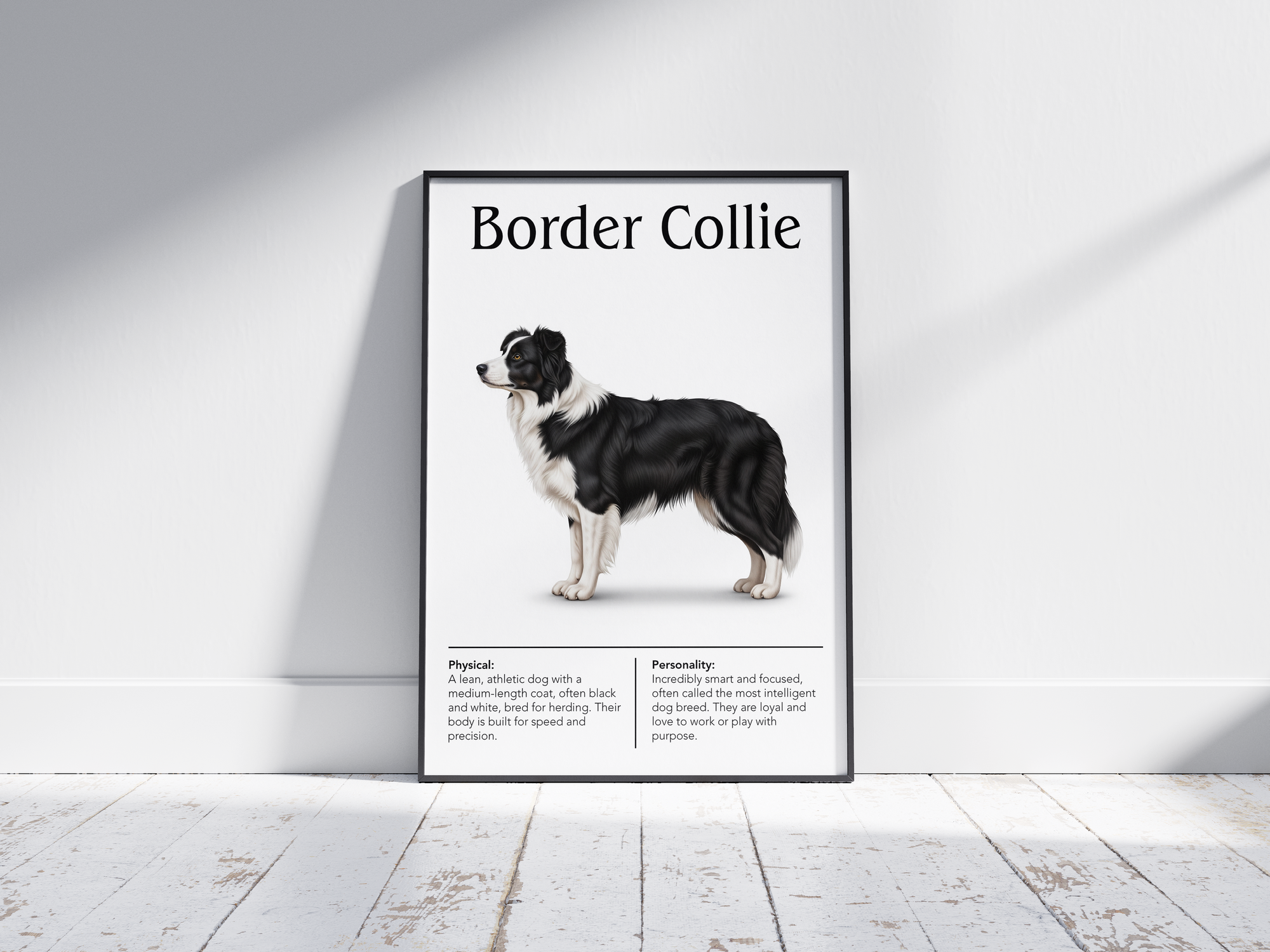 Detailed Border Collie dog breed poster showcasing its intelligent expression and active personality traits, printed on semi-gloss sustainable paper. Perfect wall art for studies, living rooms, or modern interiors with a smart and devoted aesthetic.