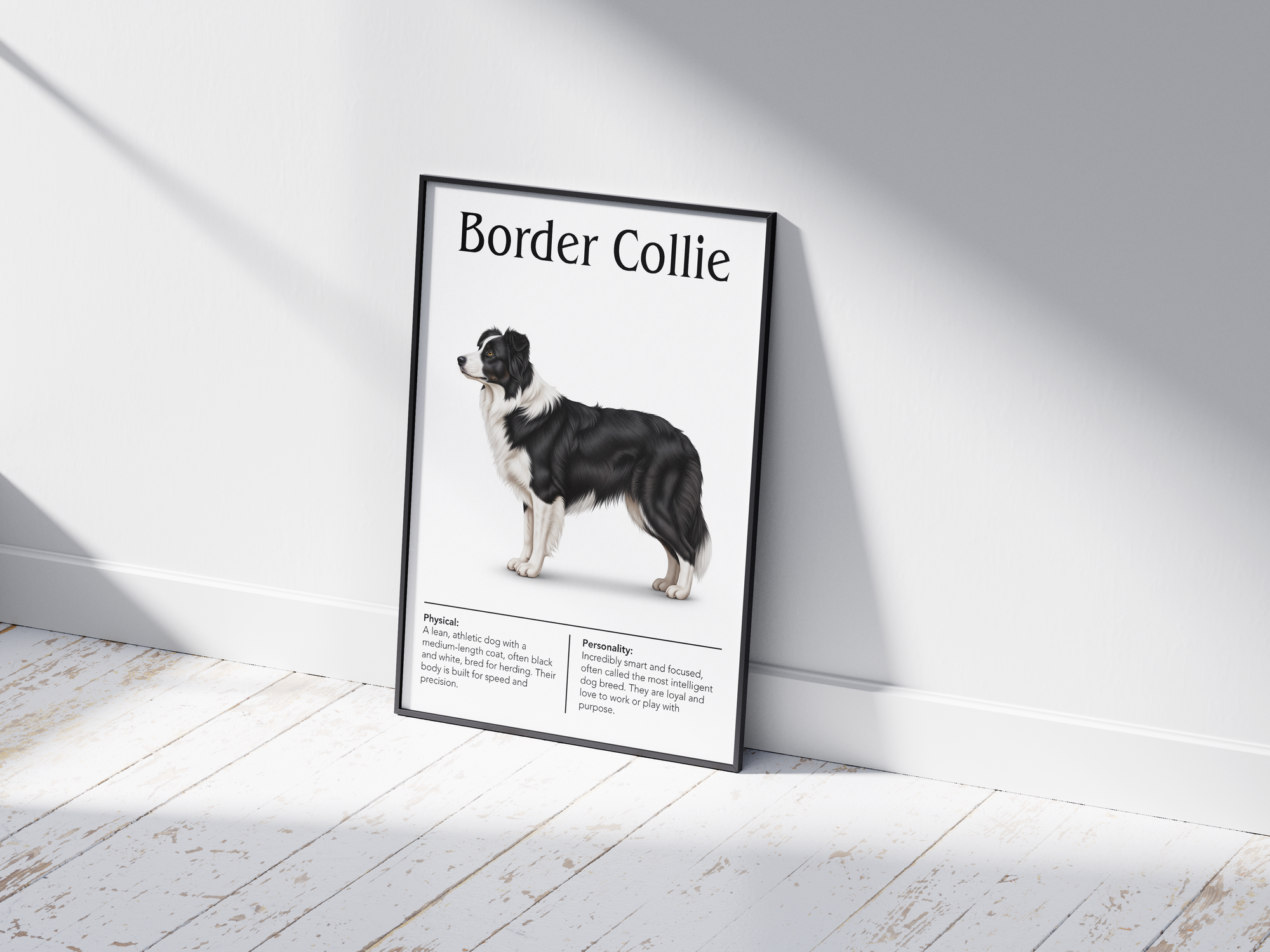 Detailed Border Collie dog breed poster showcasing its intelligent expression and active personality traits, printed on semi-gloss sustainable paper. Perfect wall art for studies, living rooms, or modern interiors with a smart and devoted aesthetic.