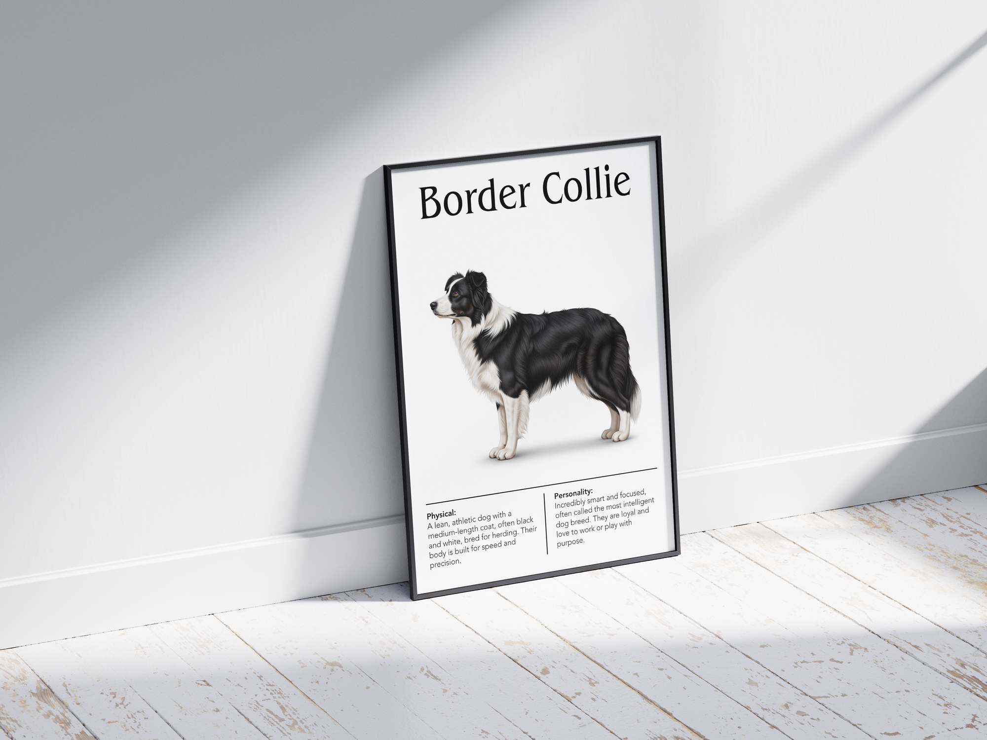 Detailed Border Collie dog breed poster showcasing its intelligent expression and active personality traits, printed on semi-gloss sustainable paper. Perfect wall art for studies, living rooms, or modern interiors with a smart and devoted aesthetic.