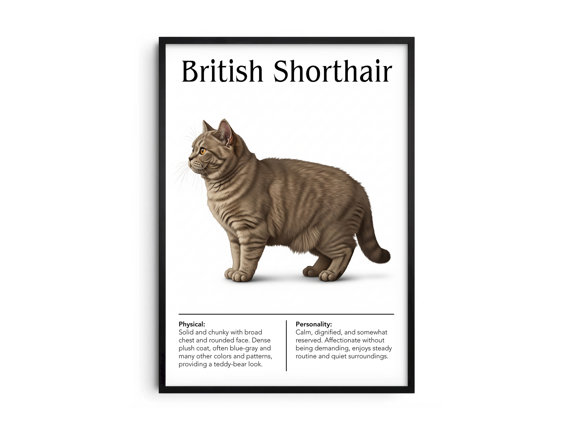 Charming British Shorthair cat breed poster featuring a detailed illustration of the cat with its dense plush coat and round face, printed on semi-gloss sustainable paper. Perfect wall art for living rooms, studies, or cozy interiors with a comforting and classic aesthetic.