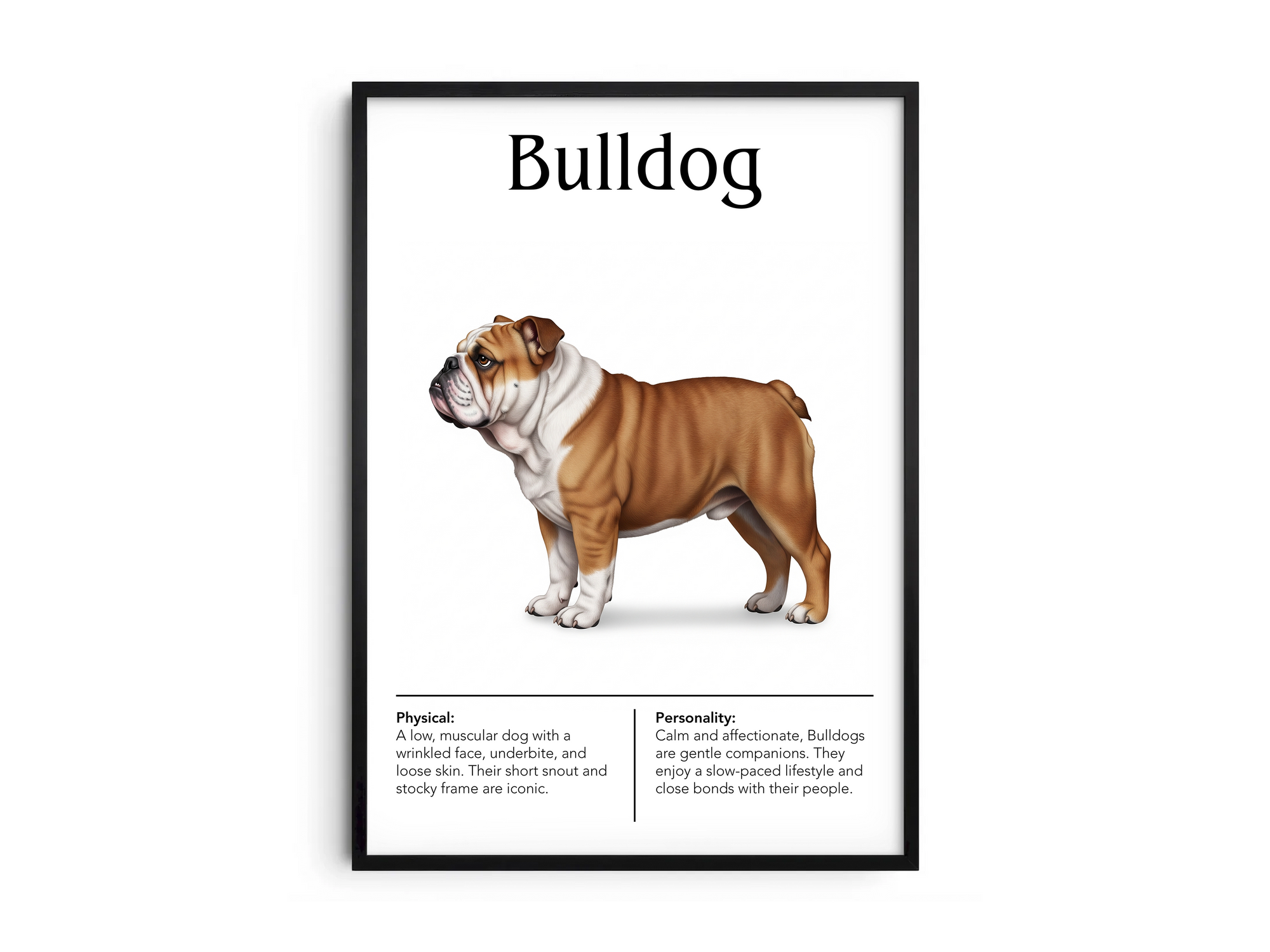 Detailed Bulldog dog breed poster showcasing its distinctive robust build and calm, loyal personality traits, printed on semi-gloss sustainable paper. Perfect wall art for living rooms, studies, or modern interiors with a charming and steadfast aesthetic.