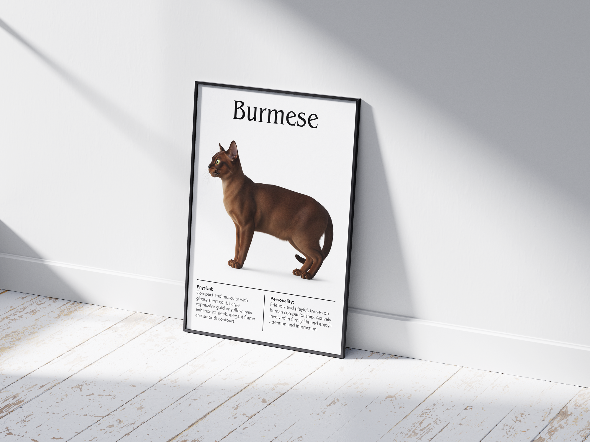 Charming Burmese cat breed poster featuring a detailed illustration of the cat with its sleek coat and expressive golden eyes, printed on semi-gloss sustainable paper. Perfect wall art for living rooms, studies, or modern interiors with a sophisticated and inviting aesthetic.