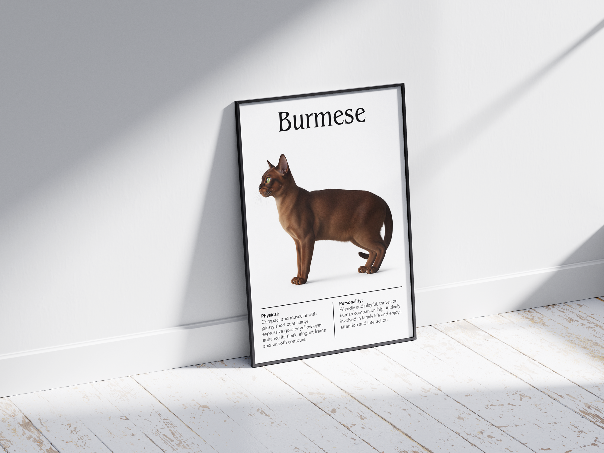 Charming Burmese cat breed poster featuring a detailed illustration of the cat with its sleek coat and expressive golden eyes, printed on semi-gloss sustainable paper. Perfect wall art for living rooms, studies, or modern interiors with a sophisticated and inviting aesthetic.