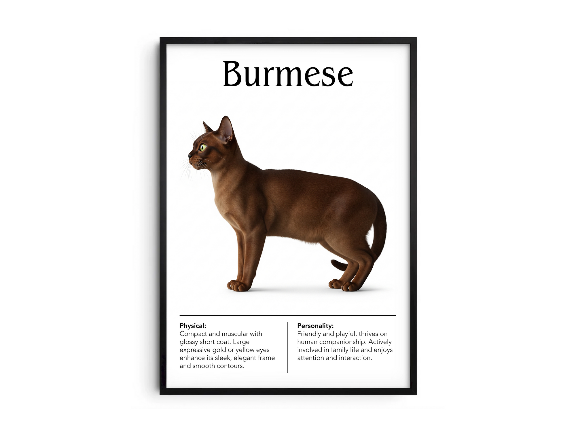 Charming Burmese cat breed poster featuring a detailed illustration of the cat with its sleek coat and expressive golden eyes, printed on semi-gloss sustainable paper. Perfect wall art for living rooms, studies, or modern interiors with a sophisticated and inviting aesthetic.
