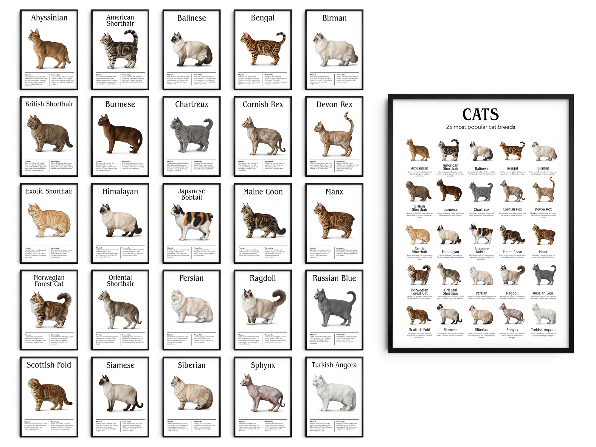 An arrangement of 25 framed individual cat breed illustrations on the left, each with the breed name, next to a large framed poster on the right titled 'CATS: 25 most popular cat breeds' featuring smaller images of the same breeds.