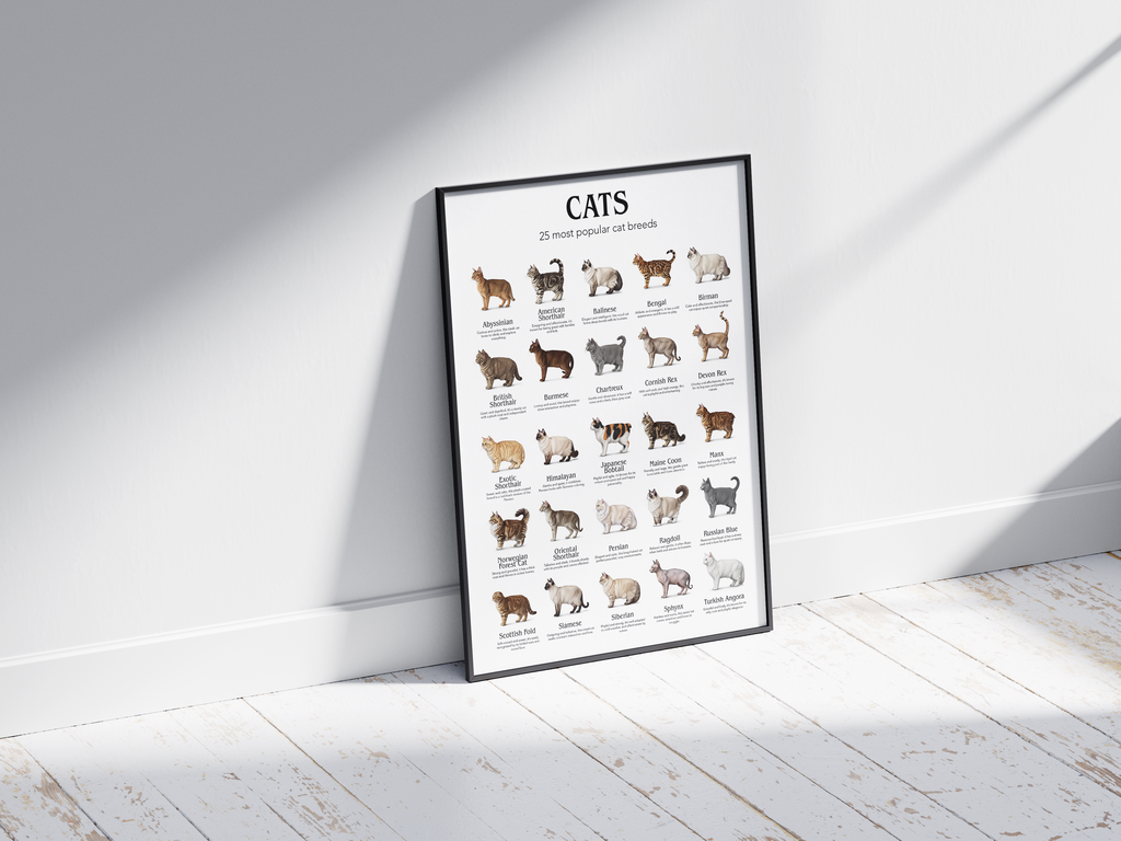 Colorful poster showcasing 25 popular cat breeds with detailed illustrations, printed on semi-gloss sustainable paper. Perfect wall art for living rooms, nurseries, or modern interiors with a playful and animal-friendly aesthetic.