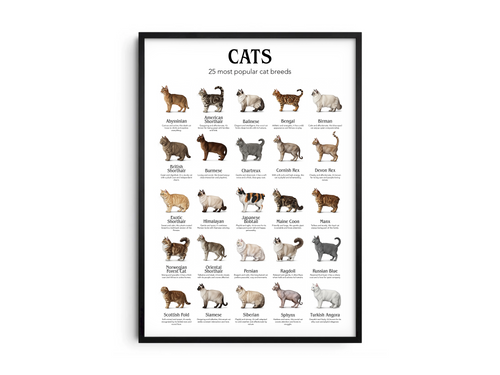 Colorful poster showcasing 25 popular cat breeds with detailed illustrations, printed on semi-gloss sustainable paper. Perfect wall art for living rooms, nurseries, or modern interiors with a playful and animal-friendly aesthetic.