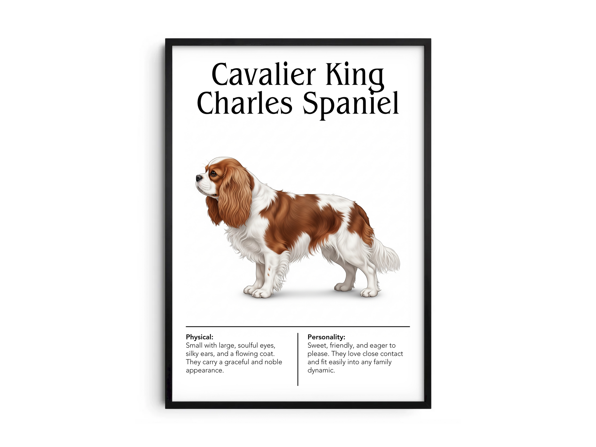 Detailed Cavalier King Charles Spaniel dog breed poster showcasing its charming features and gentle, loving personality traits, printed on semi-gloss sustainable paper. Perfect wall art for living rooms, bedrooms, or modern interiors with a graceful and affectionate aesthetic.