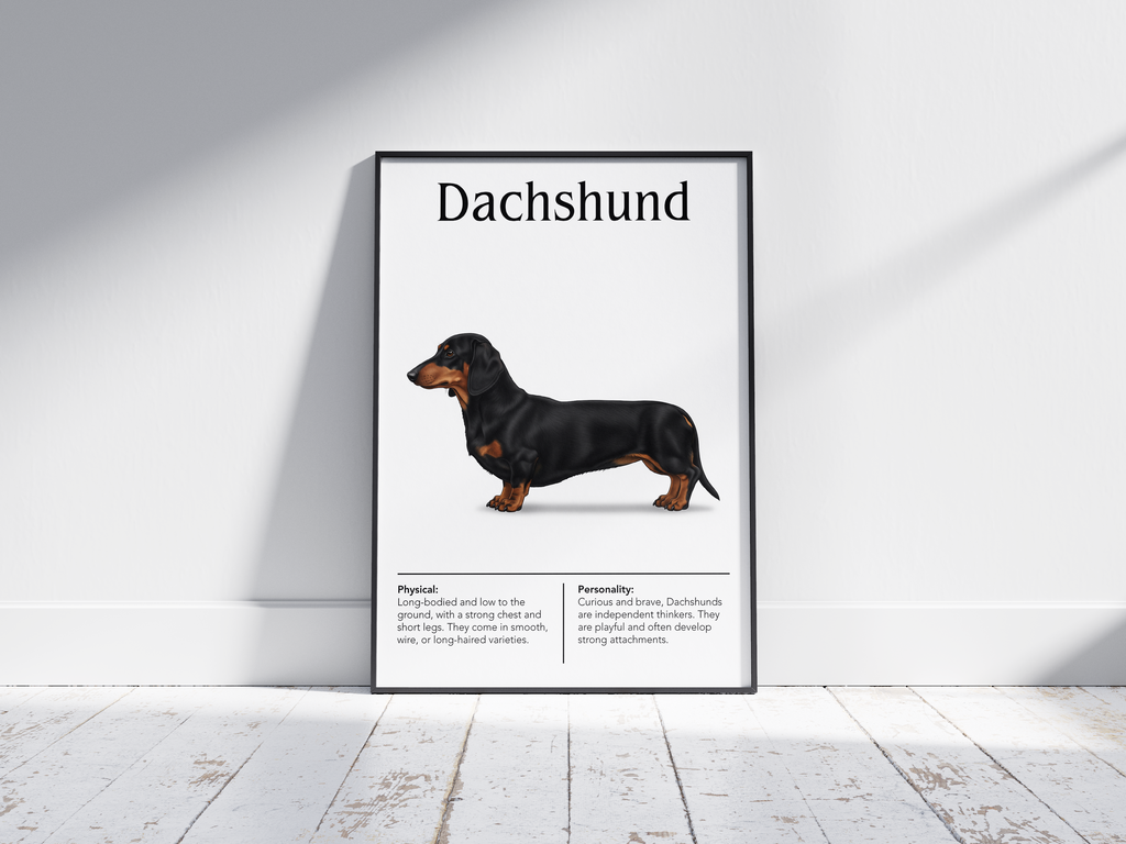 Detailed Dachshund dog breed poster showcasing its long body and bold, loyal personality traits, printed on semi-gloss sustainable paper. Perfect wall art for living rooms, studies, or modern interiors with a spirited and charming aesthetic.