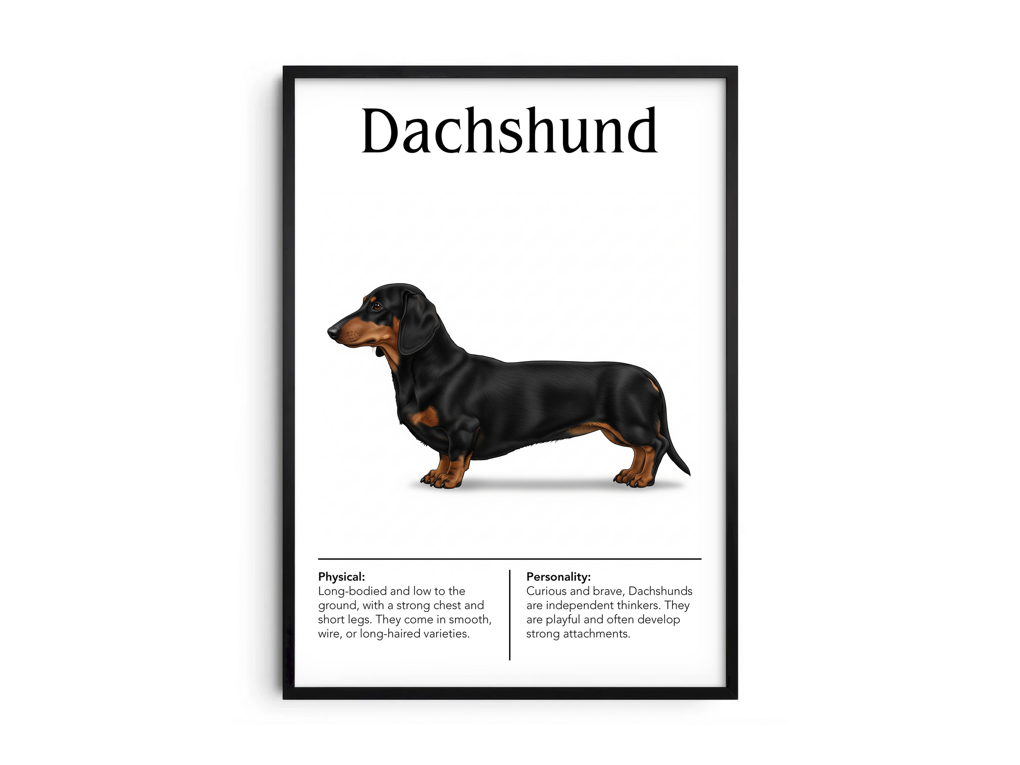 Detailed Dachshund dog breed poster showcasing its long body and bold, loyal personality traits, printed on semi-gloss sustainable paper. Perfect wall art for living rooms, studies, or modern interiors with a spirited and charming aesthetic.