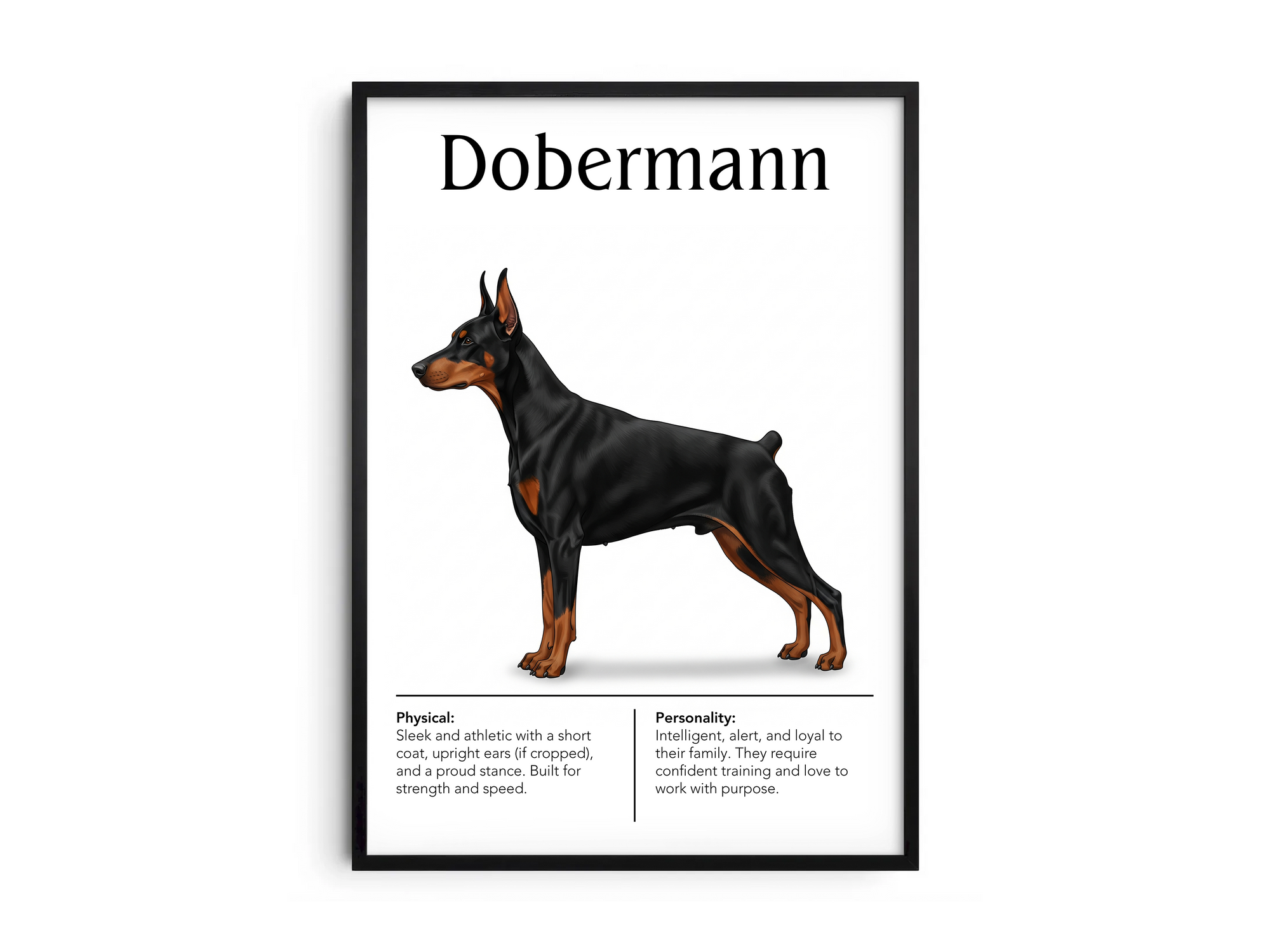 Detailed Dobermann dog breed poster showcasing its sleek build and intelligent, loyal personality traits, printed on semi-gloss sustainable paper. Perfect wall art for studies, living rooms, or modern interiors with a powerful and sophisticated aesthetic.