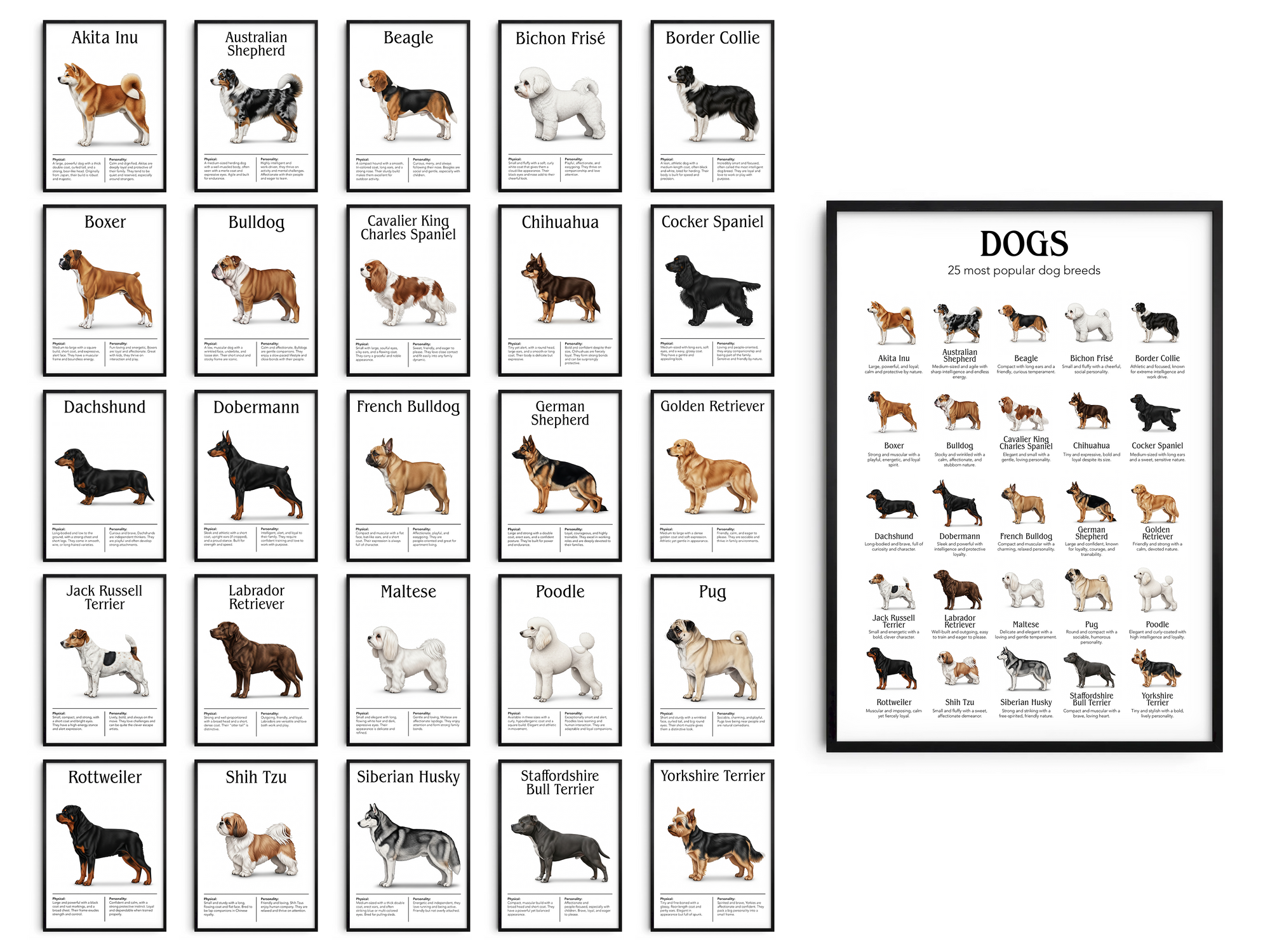 Detailed poster featuring illustrations of the 25 most popular dog breeds, printed on semi-gloss sustainable paper. Ideal wall art for dog lovers, family homes, or modern interiors with a playful and informative aesthetic.