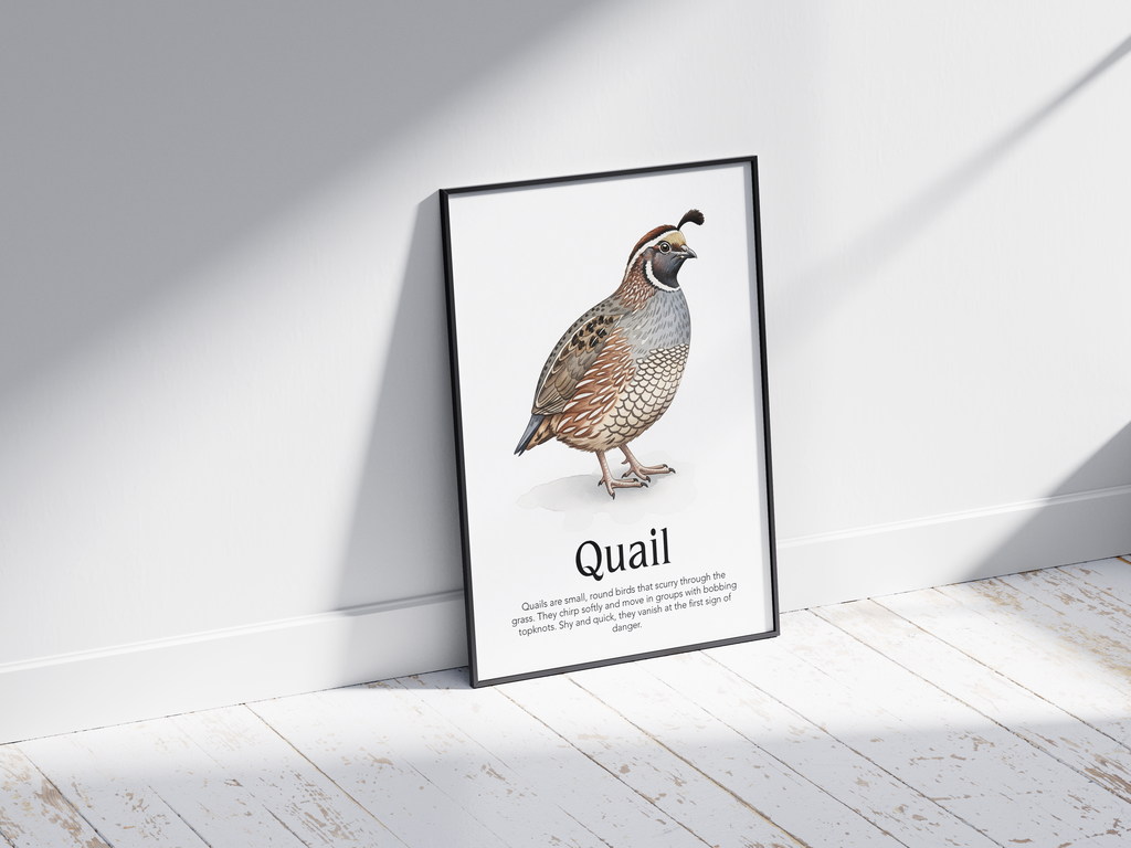 Detailed hand-illustrated Educational Quail Animal Poster for the letter 'Q', printed on semi-gloss sustainable paper. Perfect wall art for children's rooms, nurseries, or playrooms with an educational and nature-inspired aesthetic.