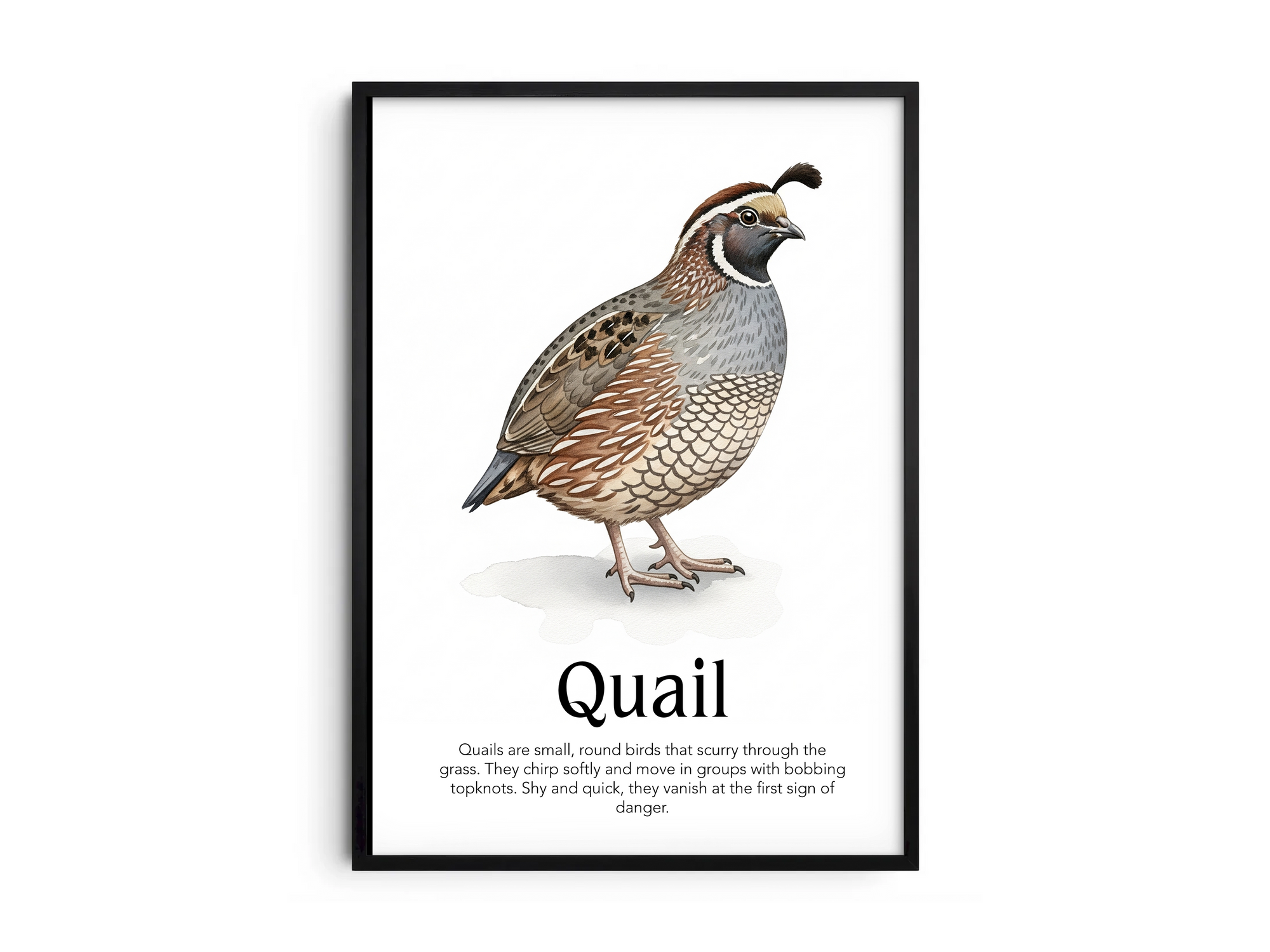 Detailed hand-illustrated Educational Quail Animal Poster for the letter 'Q', printed on semi-gloss sustainable paper. Perfect wall art for children's rooms, nurseries, or playrooms with an educational and nature-inspired aesthetic.