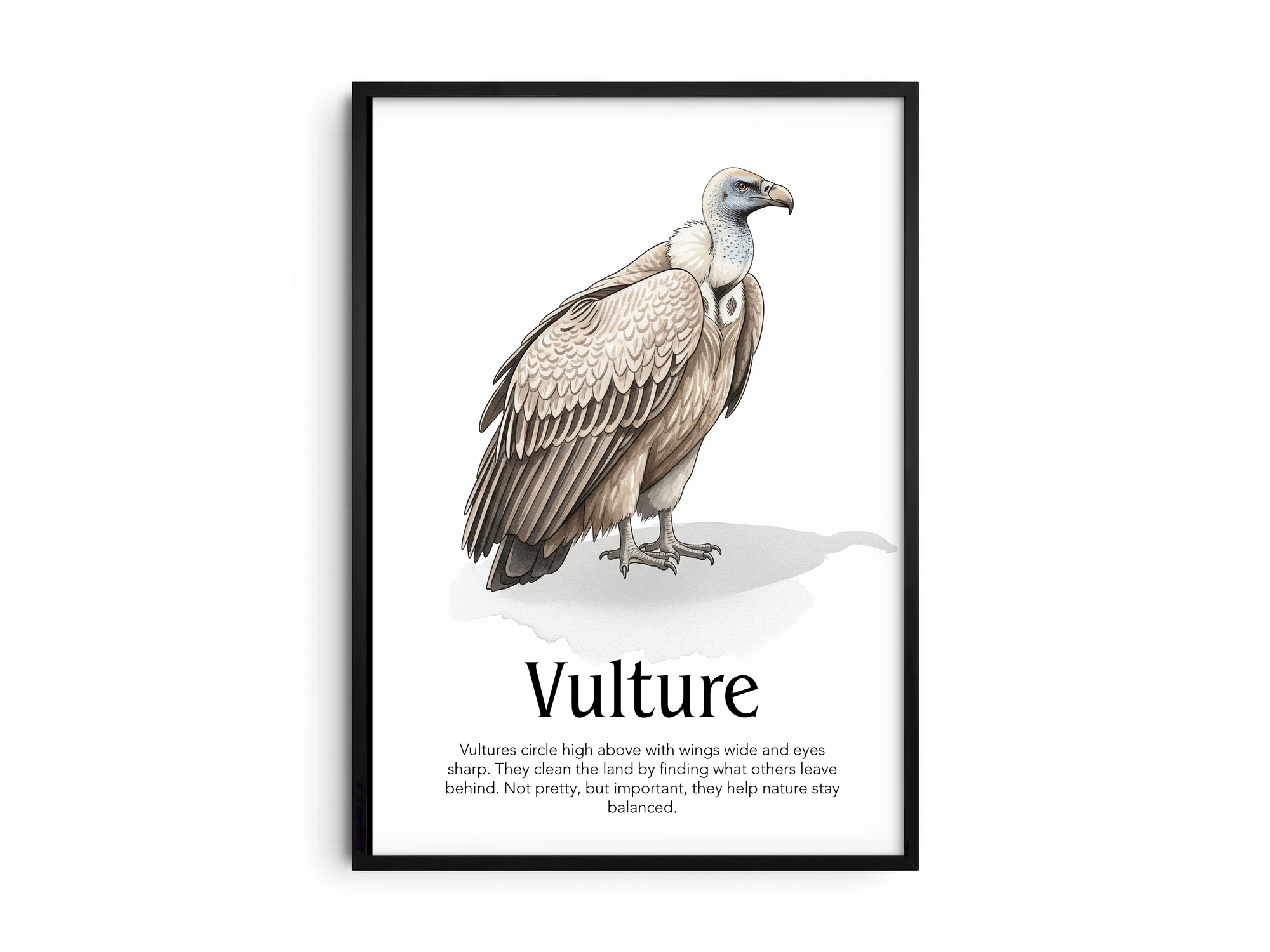 Detailed hand-illustrated Educational Vulture Animal Poster for the letter 'V', printed on semi-gloss sustainable paper. Perfect wall art for children's rooms, nurseries, or playrooms with an educational and nature-inspired aesthetic.