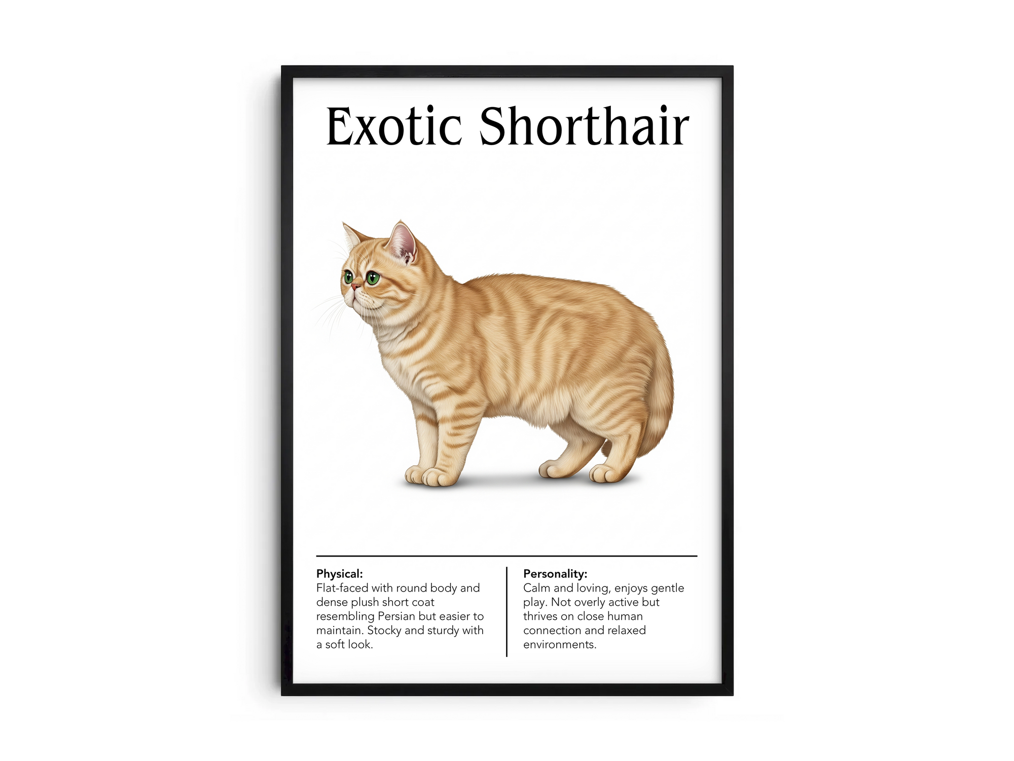 Sweet Exotic Shorthair cat breed poster featuring a detailed illustration of the cat with its plush coat and gentle expression, printed on semi-gloss sustainable paper. Perfect wall art for bedrooms, living rooms, or cozy interiors with a comforting and serene aesthetic.