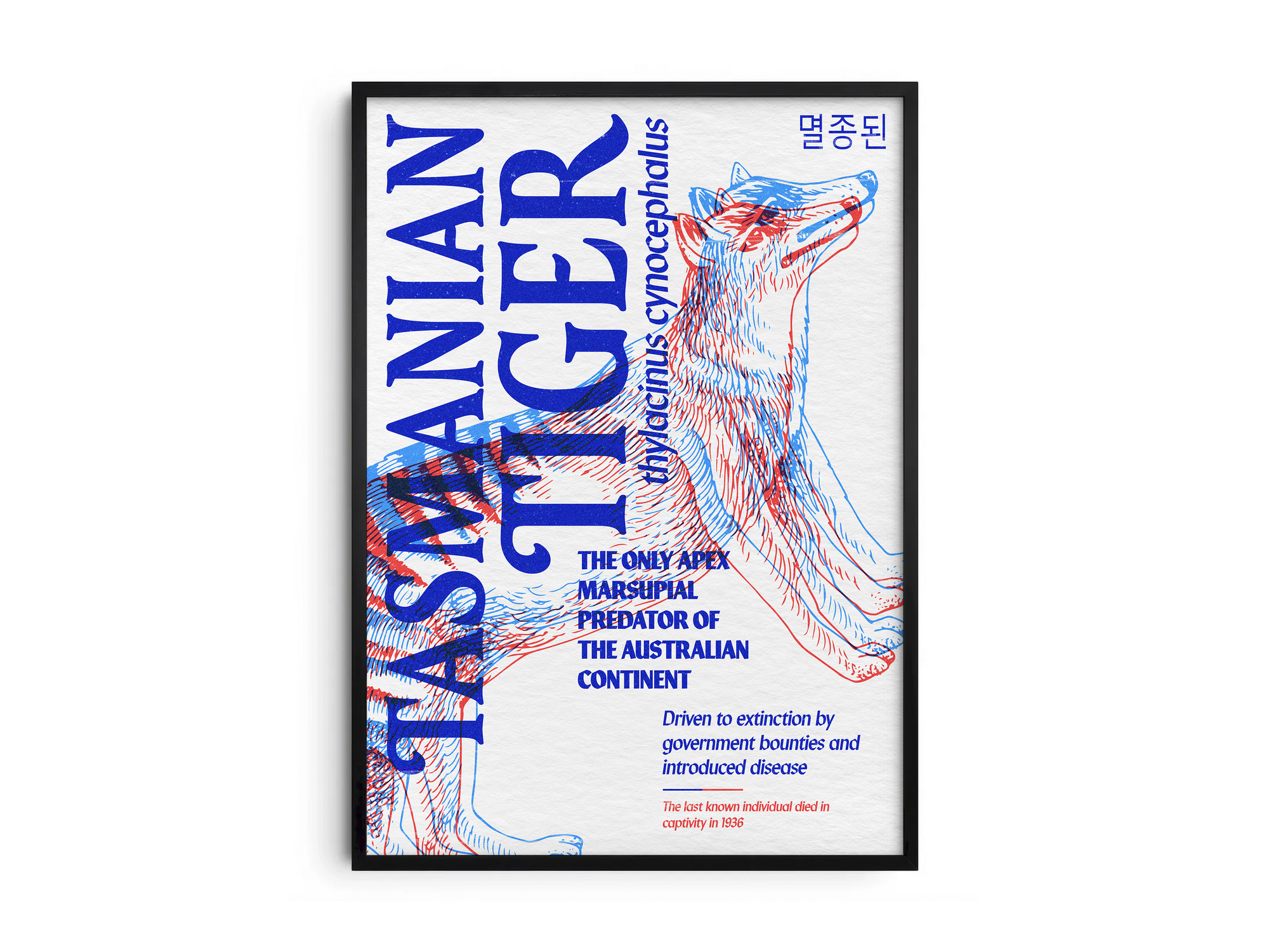 Vibrant anaglyph 3D Tasmanian Tiger poster featuring the extinct Thylacine in bold blue and red colors. Unique retro-style Australian wildlife wall art, perfect for home offices, media rooms, or studies.