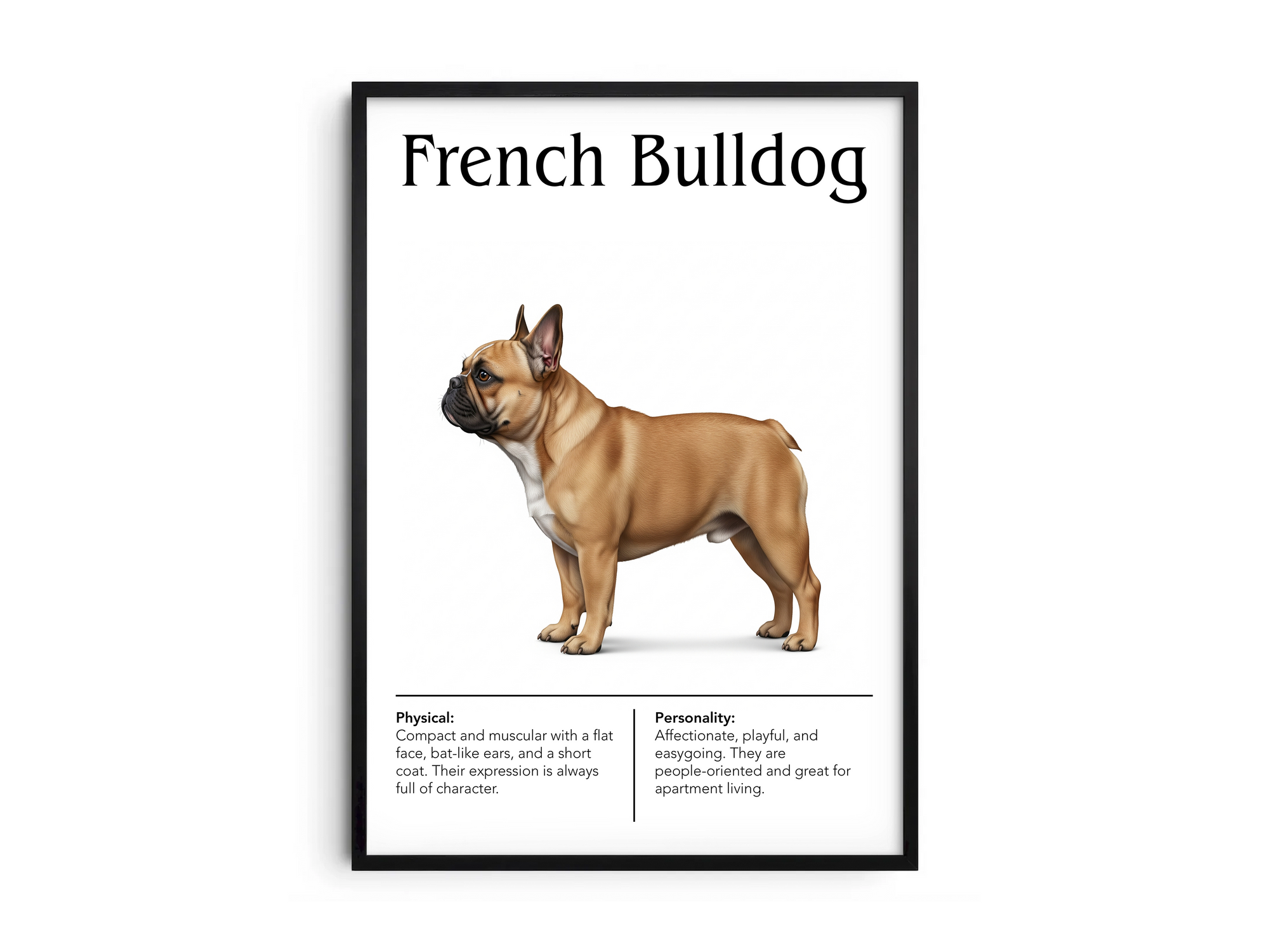Detailed French Bulldog dog breed poster showcasing its unique features and charming, playful personality traits, printed on semi-gloss sustainable paper. Perfect wall art for living rooms, apartments, or modern interiors with a quirky and affectionate aesthetic.