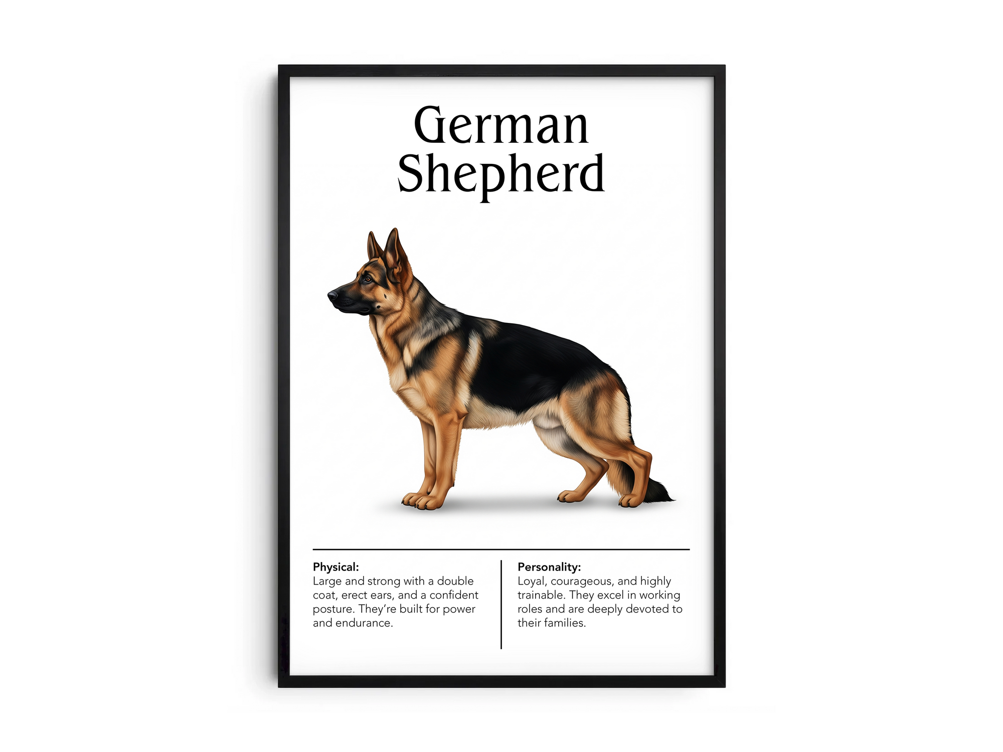 Detailed German Shepherd dog breed poster showcasing its strong physique and intelligent, loyal personality traits, printed on semi-gloss sustainable paper. Perfect wall art for studies, living rooms, or modern interiors with a dignified and powerful aesthetic.