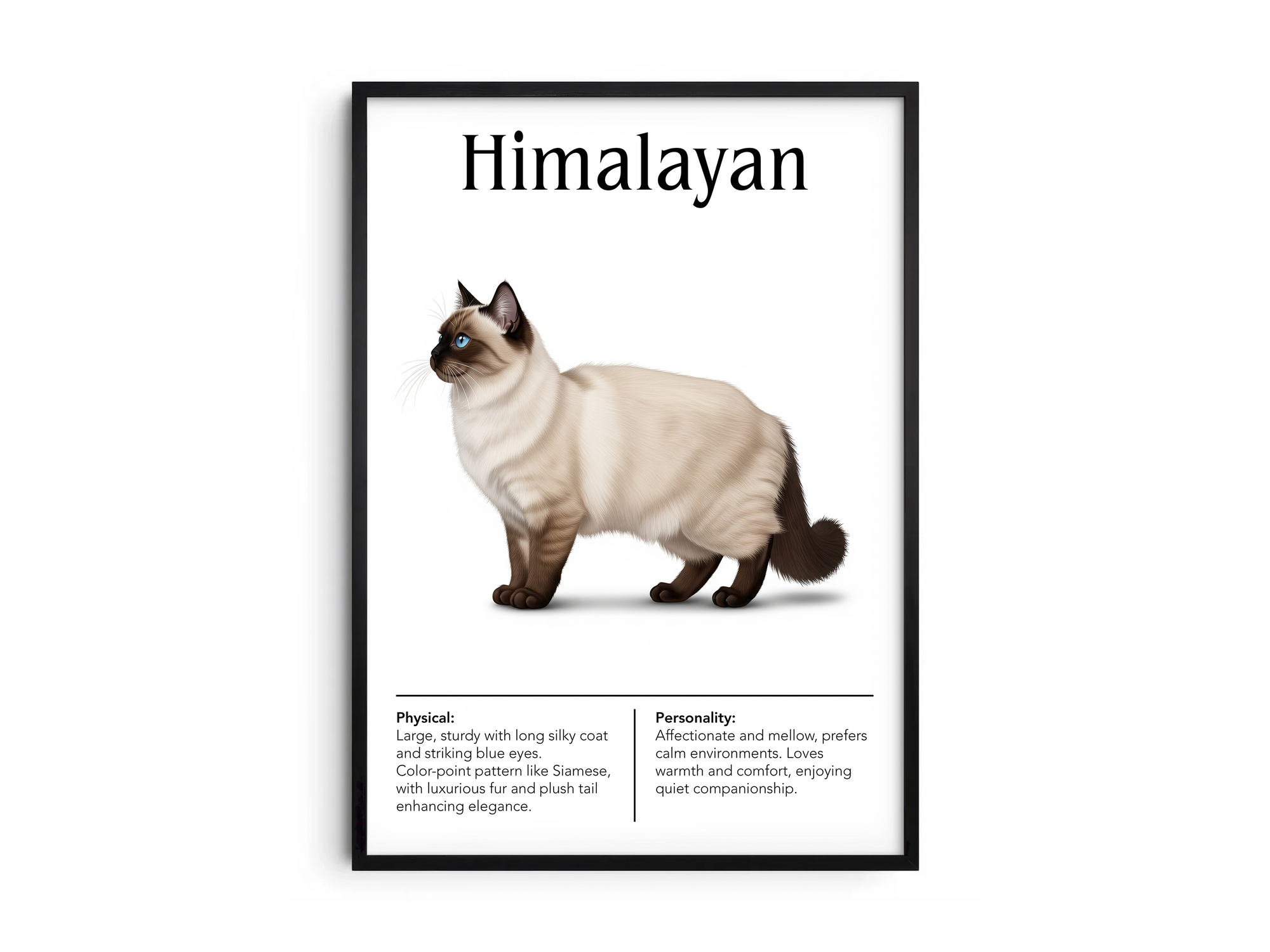 Elegant Himalayan cat breed poster featuring a detailed illustration of the cat with blue eyes and a color-point coat, printed on semi-gloss sustainable paper. Perfect wall art for living rooms, bedrooms, or classic interiors with a calm and refined aesthetic.