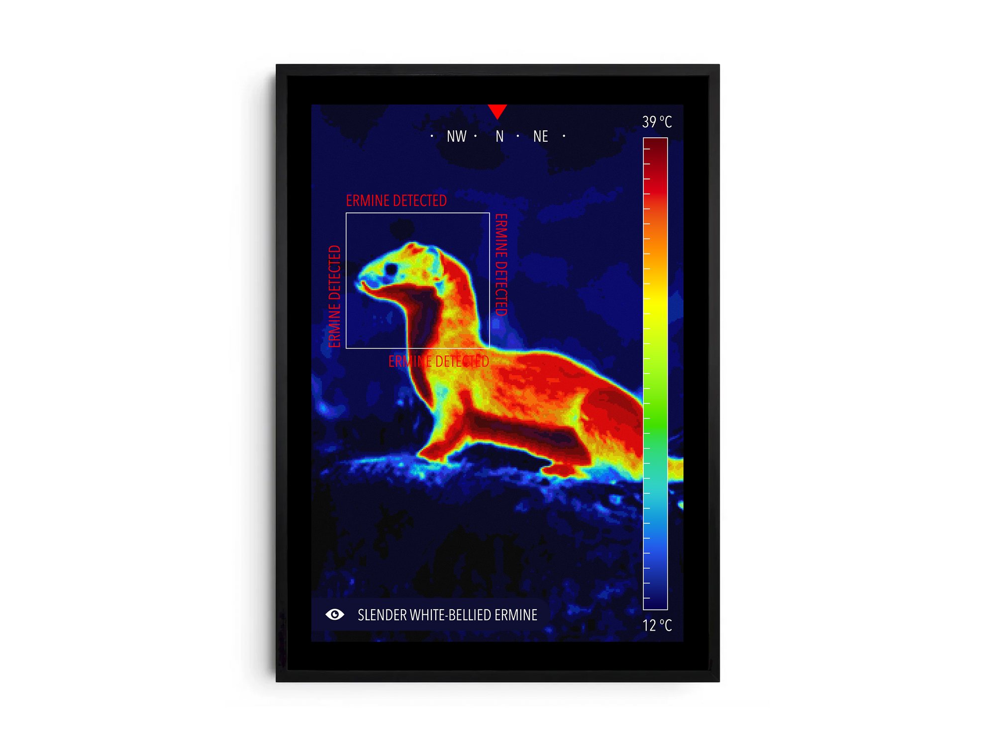 Modern infrared ermine poster featuring a winter ermine in vivid thermal colors, printed on semi-gloss paper. Perfect wall art for science enthusiasts, modern homes, or gallery walls with a unique, wildlife aesthetic.