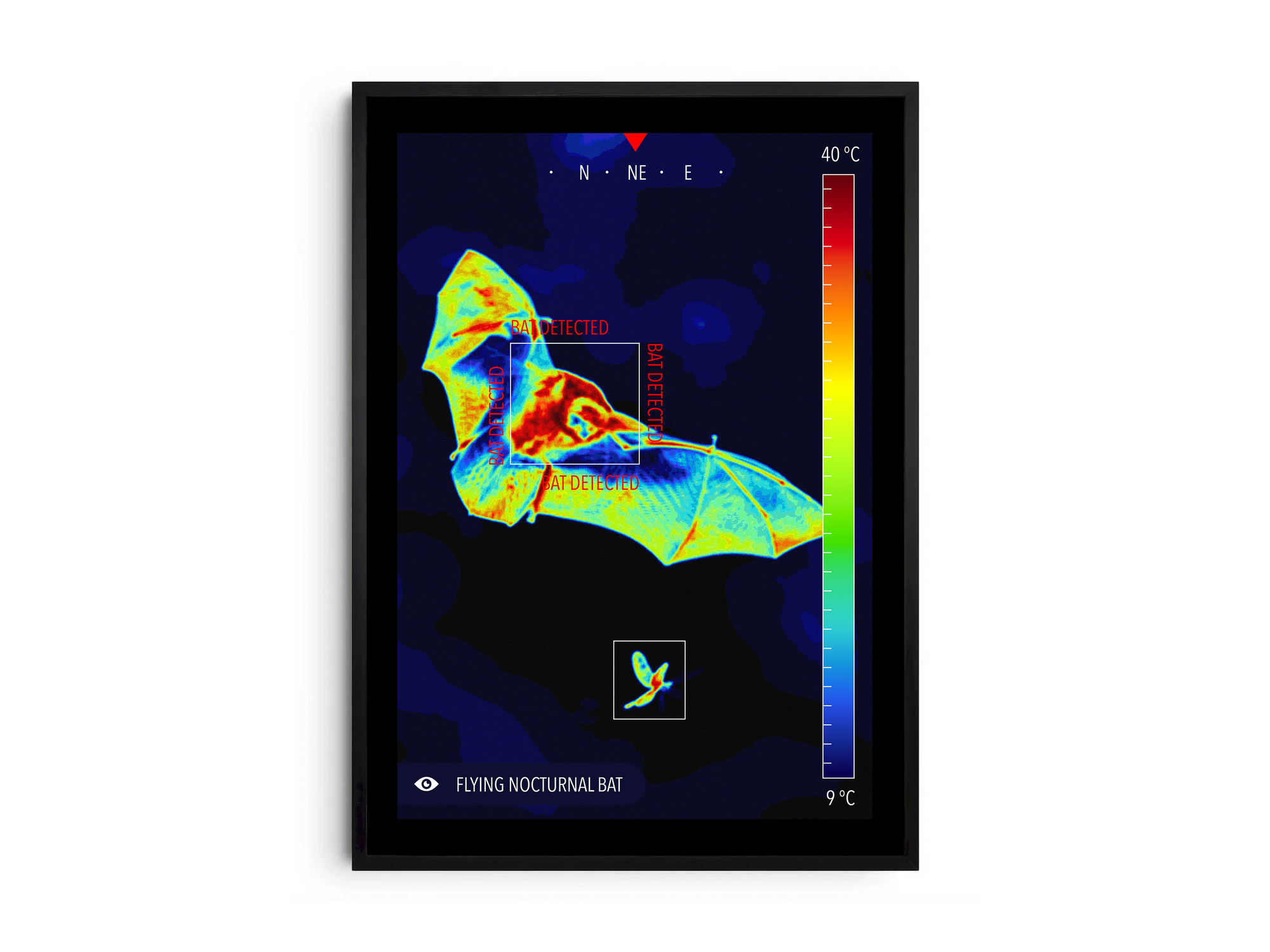 Modern infrared bat poster featuring a flying bat in vivid thermal colors, printed on semi-gloss paper. Perfect wall art for science enthusiasts, modern homes, or gallery walls with a unique, nocturnal aesthetic.