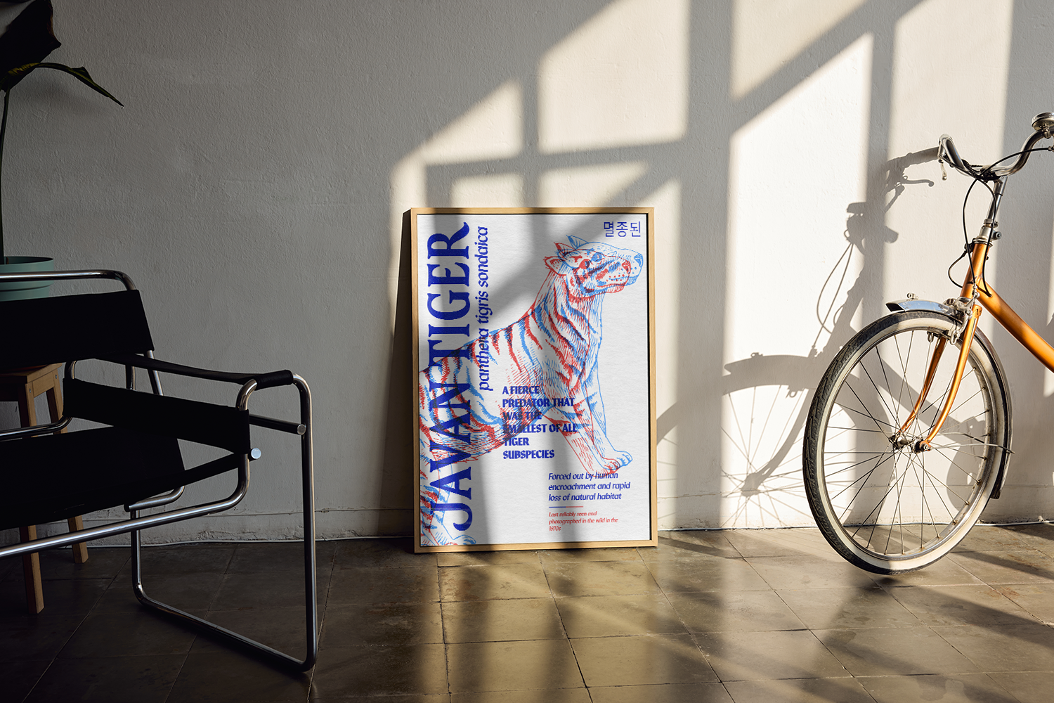 A framed poster of the Javan Tiger, Panthera tigris sondaica, displayed on a floor against a white wall with strong shadows. The tiger illustration uses red and blue overlapping lines, and the text describes it as "A FIERCE PREDATOR THAT WAS THE SMALLEST OF ALL TIGER SUBSPECIES." A bicycle and modern chair are visible on the sides.