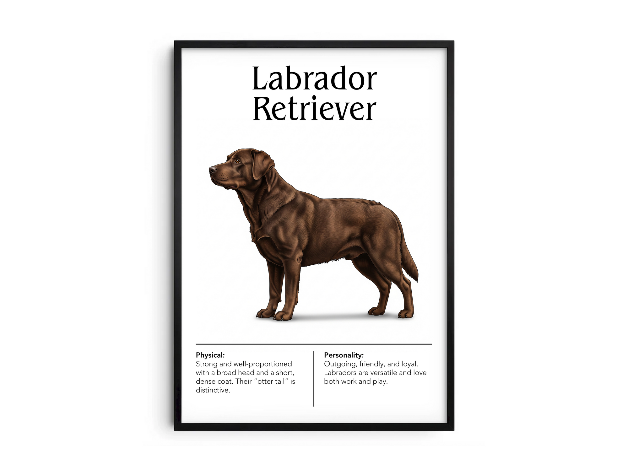Detailed Labrador Retriever dog breed poster showcasing its friendly expression and loyal, gentle personality traits, printed on semi-gloss sustainable paper. Perfect wall art for family rooms, living rooms, or modern interiors with a warm and inviting aesthetic.