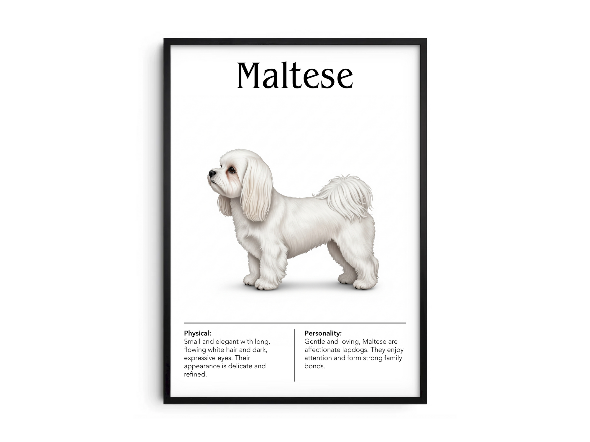 Detailed Maltese dog breed poster showcasing its luxurious white coat and gentle, cheerful personality traits, printed on semi-gloss sustainable paper. Perfect wall art for bedrooms, living rooms, or modern interiors with an elegant and affectionate aesthetic.