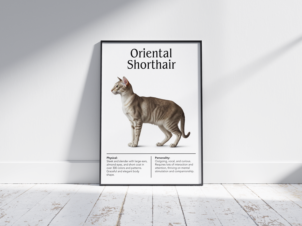 Striking Oriental Shorthair cat breed poster featuring a detailed illustration of its sleek body, large ears, and expressive eyes, printed on semi-gloss sustainable paper. Perfect wall art for modern living rooms, minimalist offices, or artistic interiors with a sophisticated and unique aesthetic.