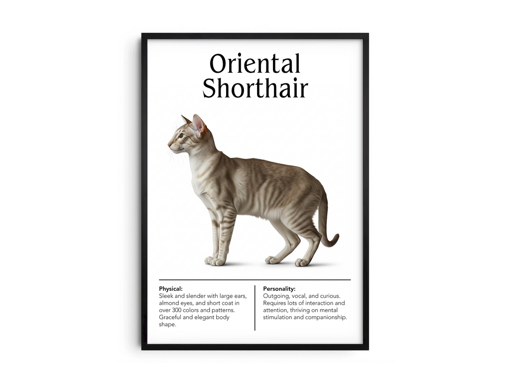 Striking Oriental Shorthair cat breed poster featuring a detailed illustration of its sleek body, large ears, and expressive eyes, printed on semi-gloss sustainable paper. Perfect wall art for modern living rooms, minimalist offices, or artistic interiors with a sophisticated and unique aesthetic.