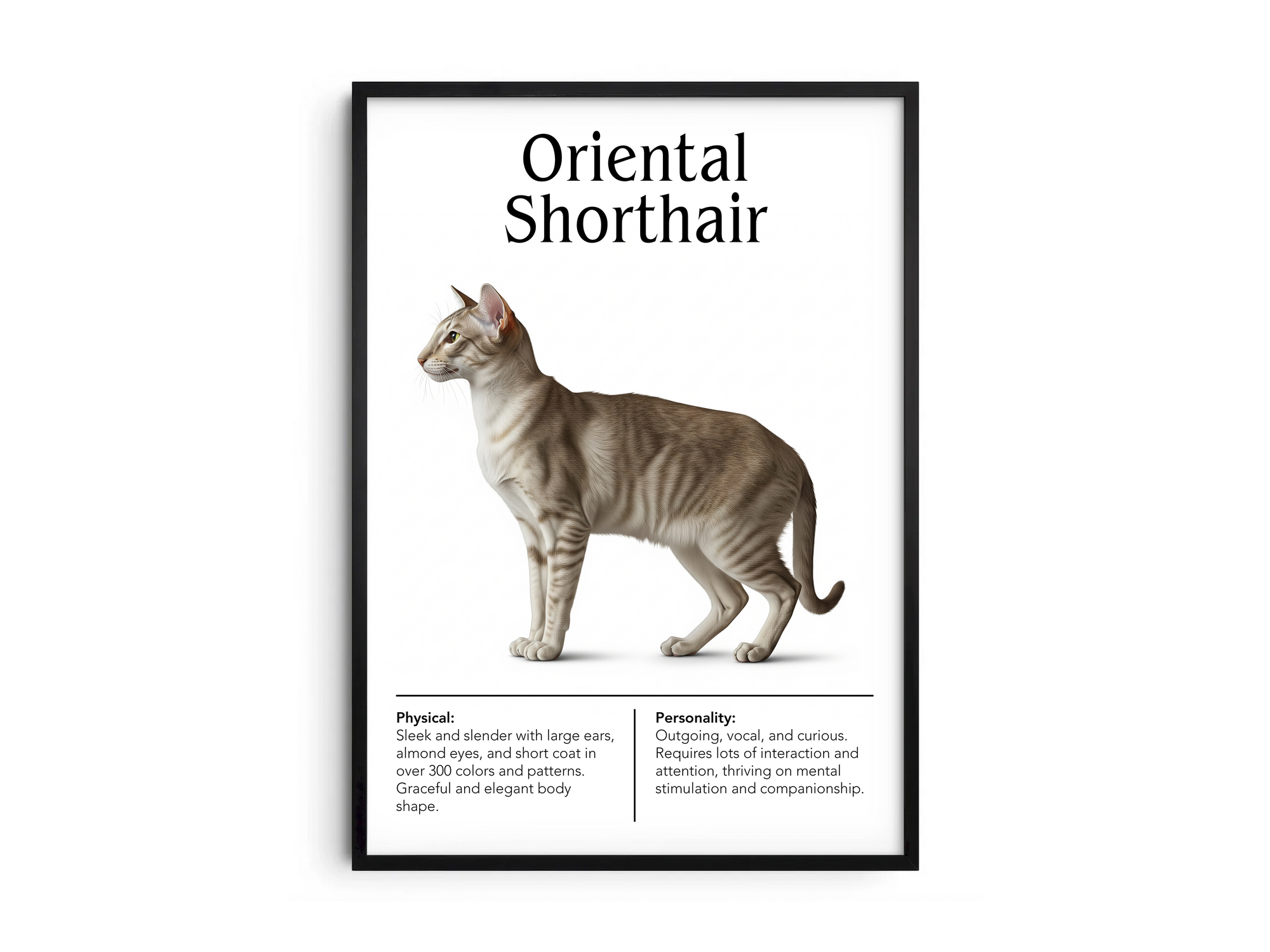 Striking Oriental Shorthair cat breed poster featuring a detailed illustration of its sleek body, large ears, and expressive eyes, printed on semi-gloss sustainable paper. Perfect wall art for modern living rooms, minimalist offices, or artistic interiors with a sophisticated and unique aesthetic.