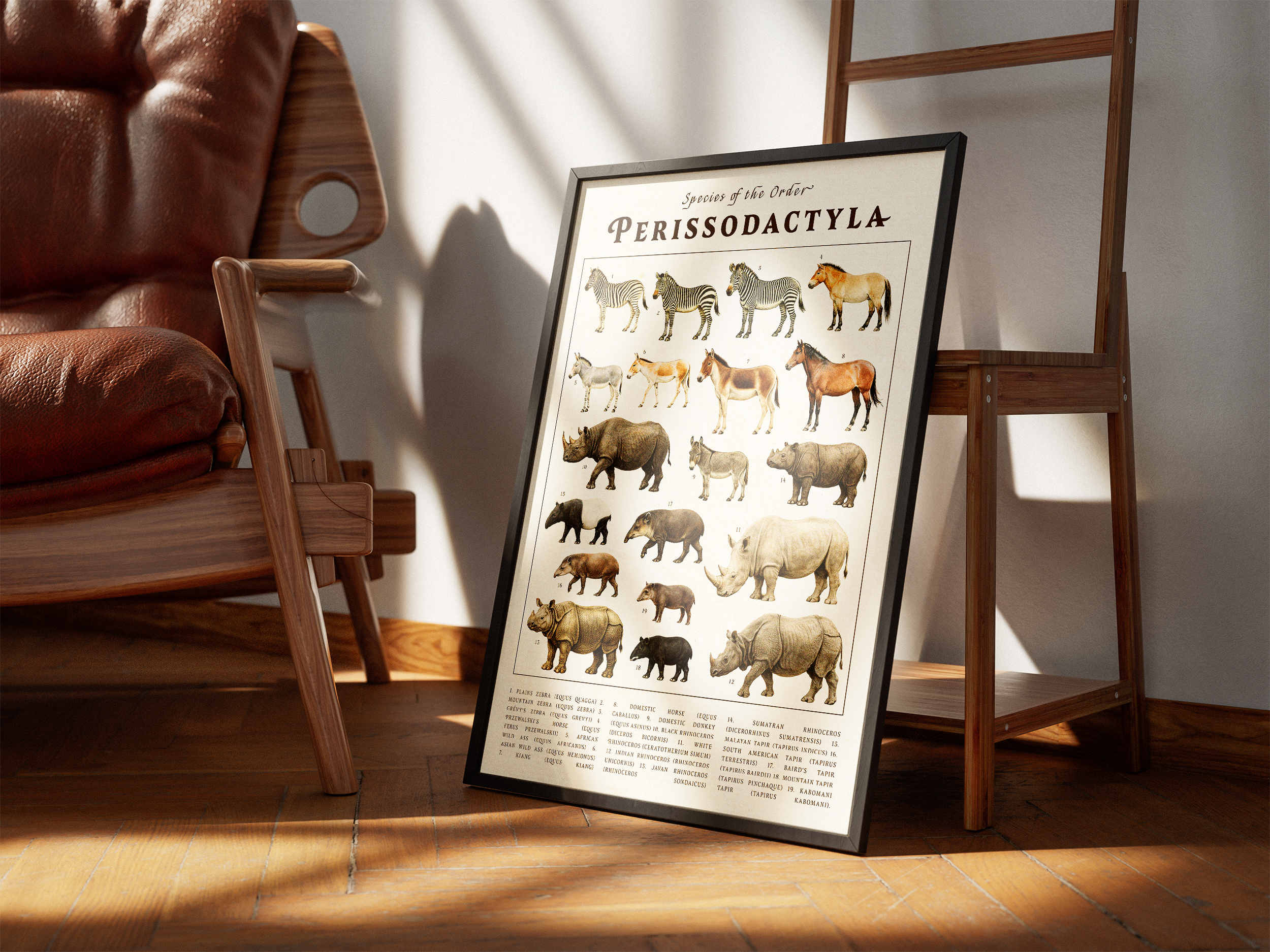 A framed poster titled "Perissodactyla" leaning against a white wall in a sunlit room. The chart displays detailed illustrations of zebras, horses, rhinoceroses, and tapirs. The scene includes a leather armchair and warm shadows on a herringbone wood floor.