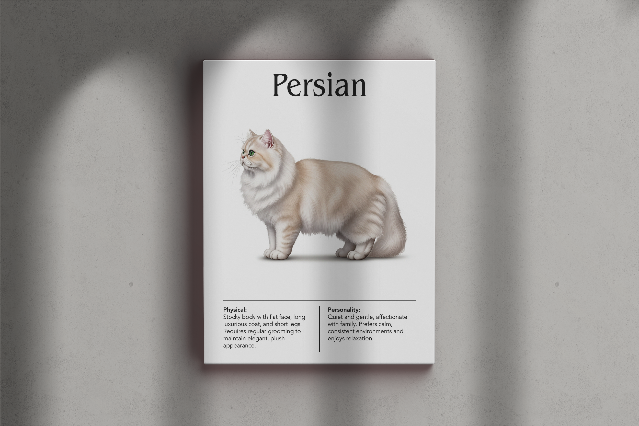 A frameless poster of a long-haired cream-colored Persian cat, leaning against a textured grey wall with a shadow cast over the image.