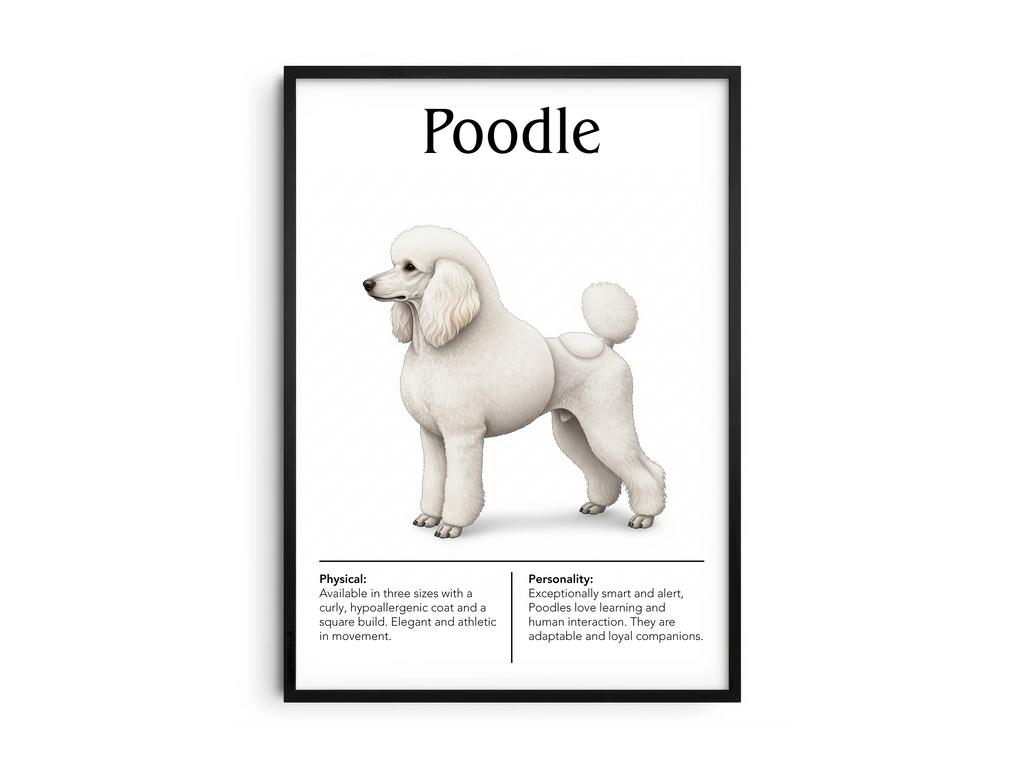 Detailed Poodle dog breed poster showcasing its distinctive curly coat and intelligent, dignified personality traits, printed on semi-gloss sustainable paper. Perfect wall art for living rooms, studies, or modern interiors with an elegant and sophisticated aesthetic.