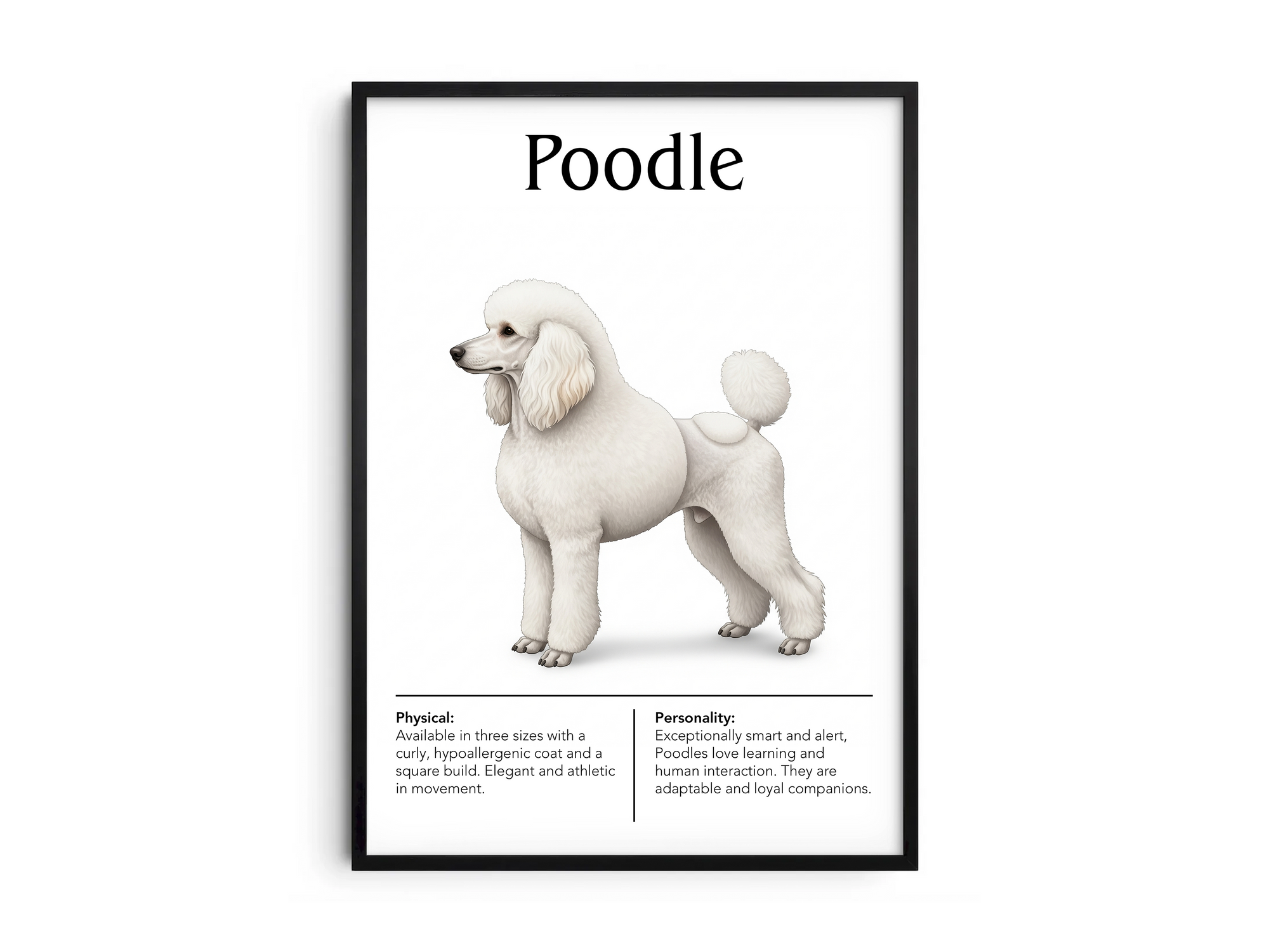 Detailed Poodle dog breed poster showcasing its distinctive curly coat and intelligent, dignified personality traits, printed on semi-gloss sustainable paper. Perfect wall art for living rooms, studies, or modern interiors with an elegant and sophisticated aesthetic.